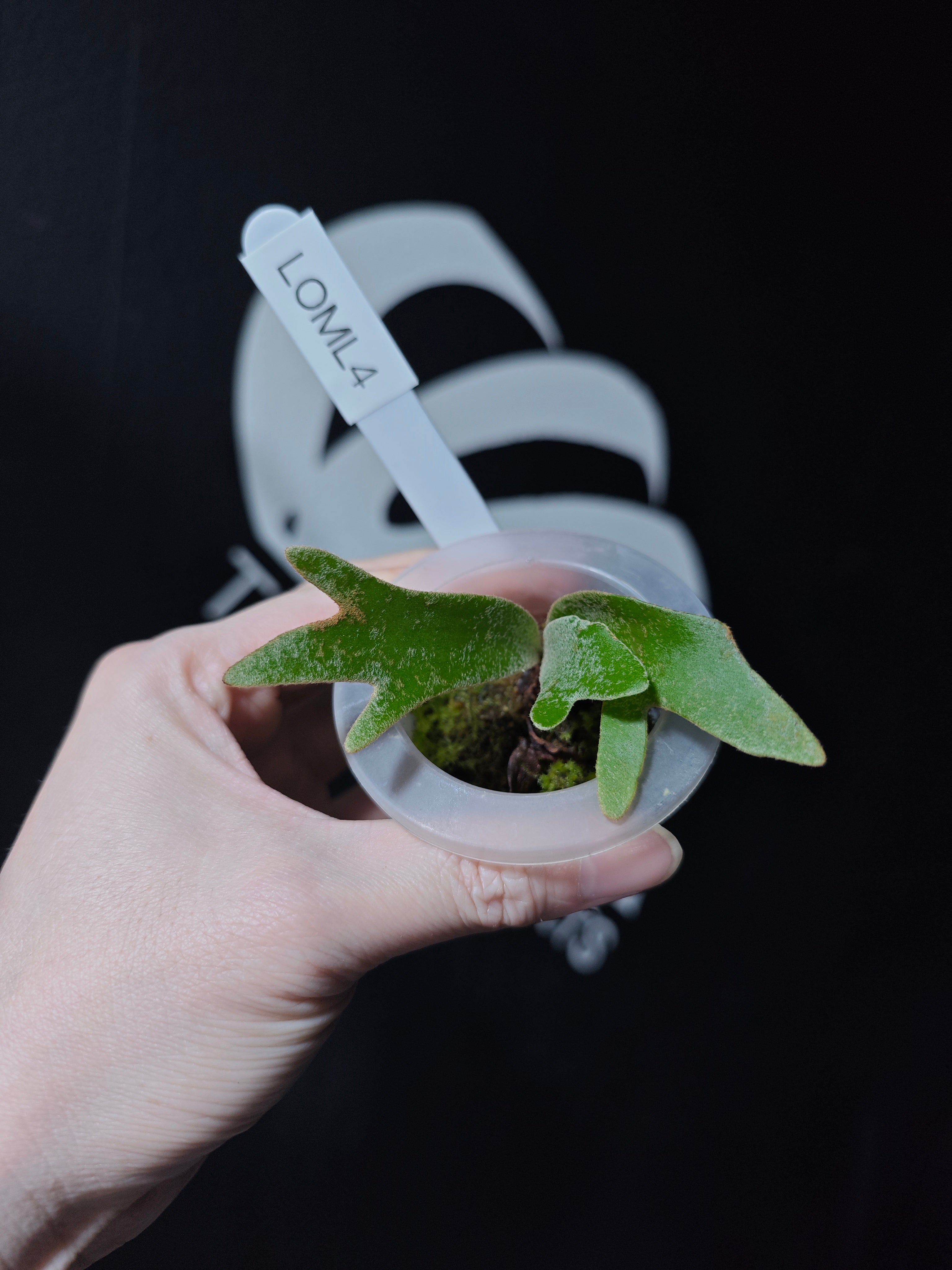 Platycerium Willinckii Dwarf “OMG” Sporeling - thebasements.com