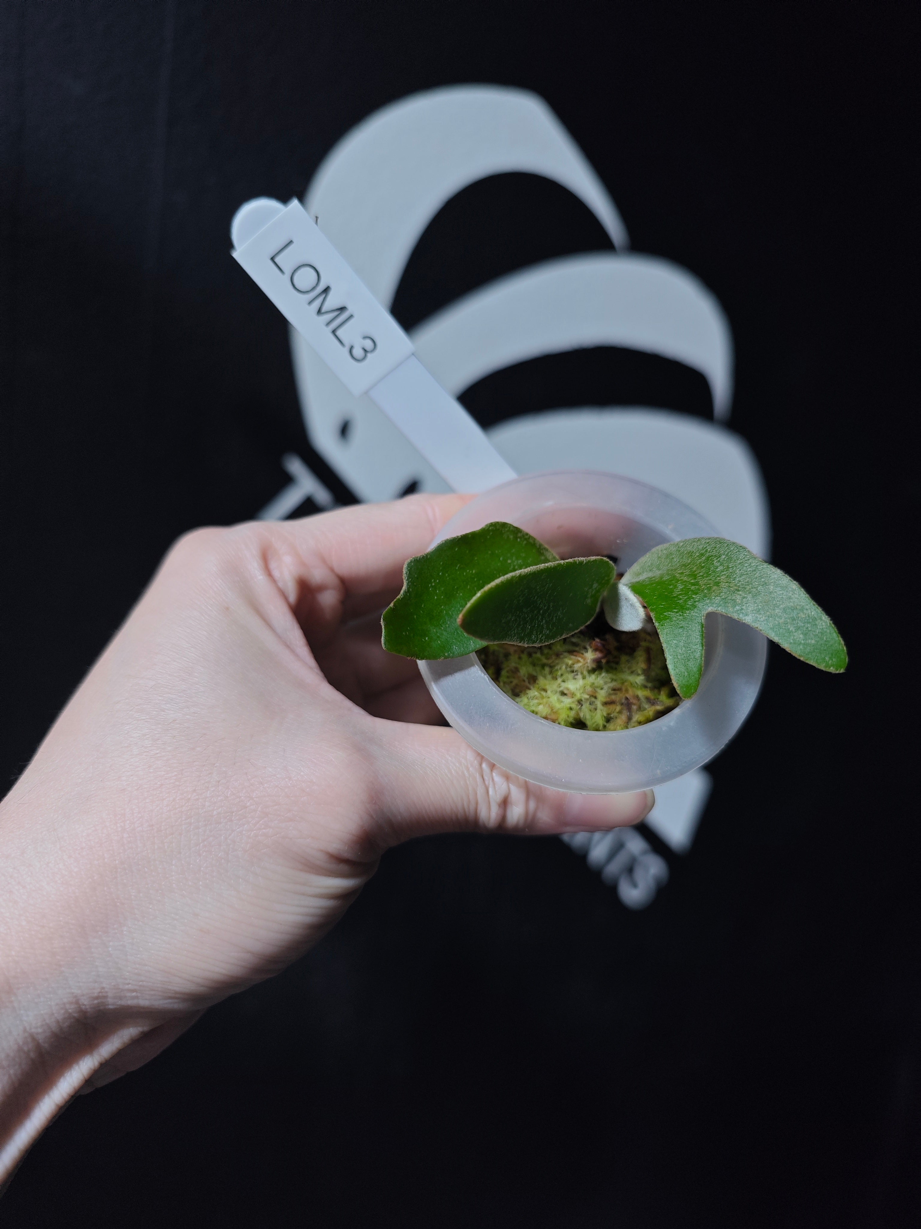 Platycerium Willinckii Dwarf “OMG” Sporeling - thebasements.com