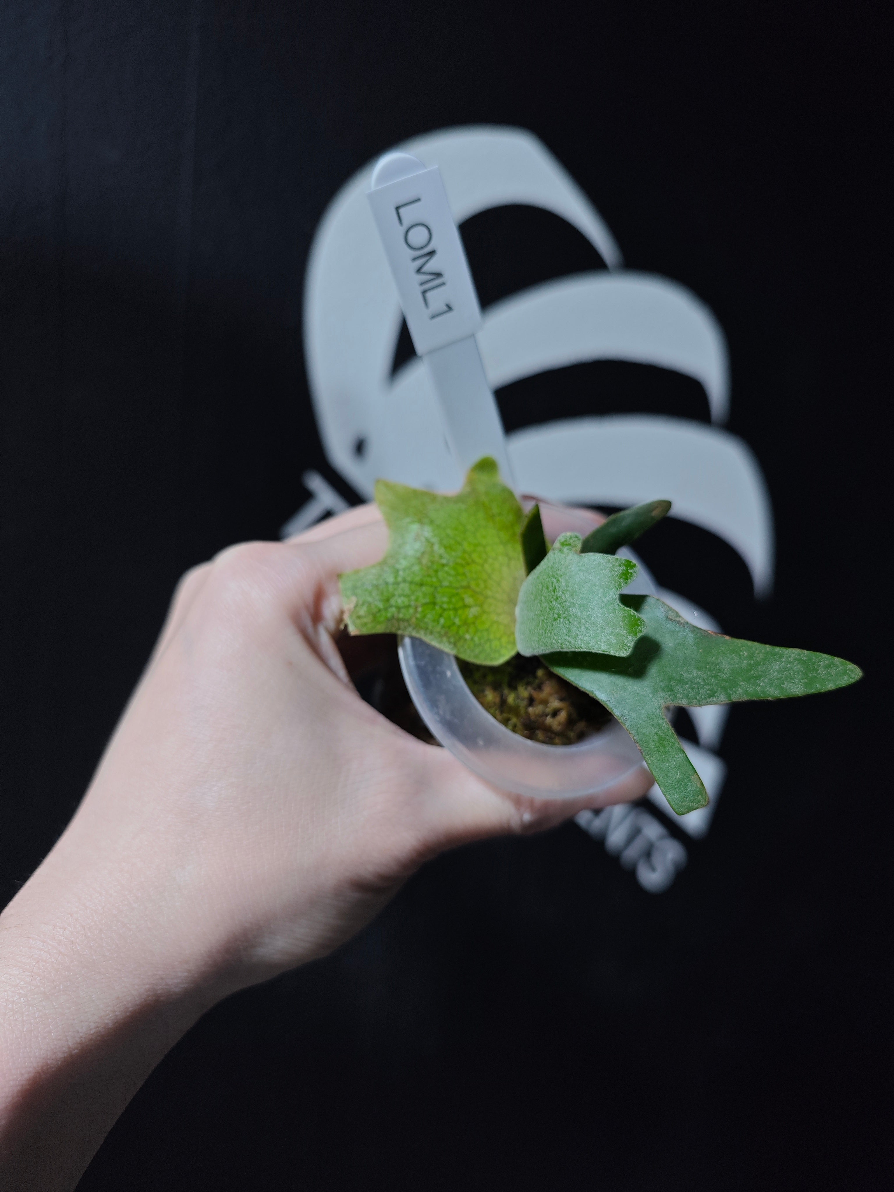 Platycerium Willinckii Dwarf “OMG” Sporeling - thebasements.com