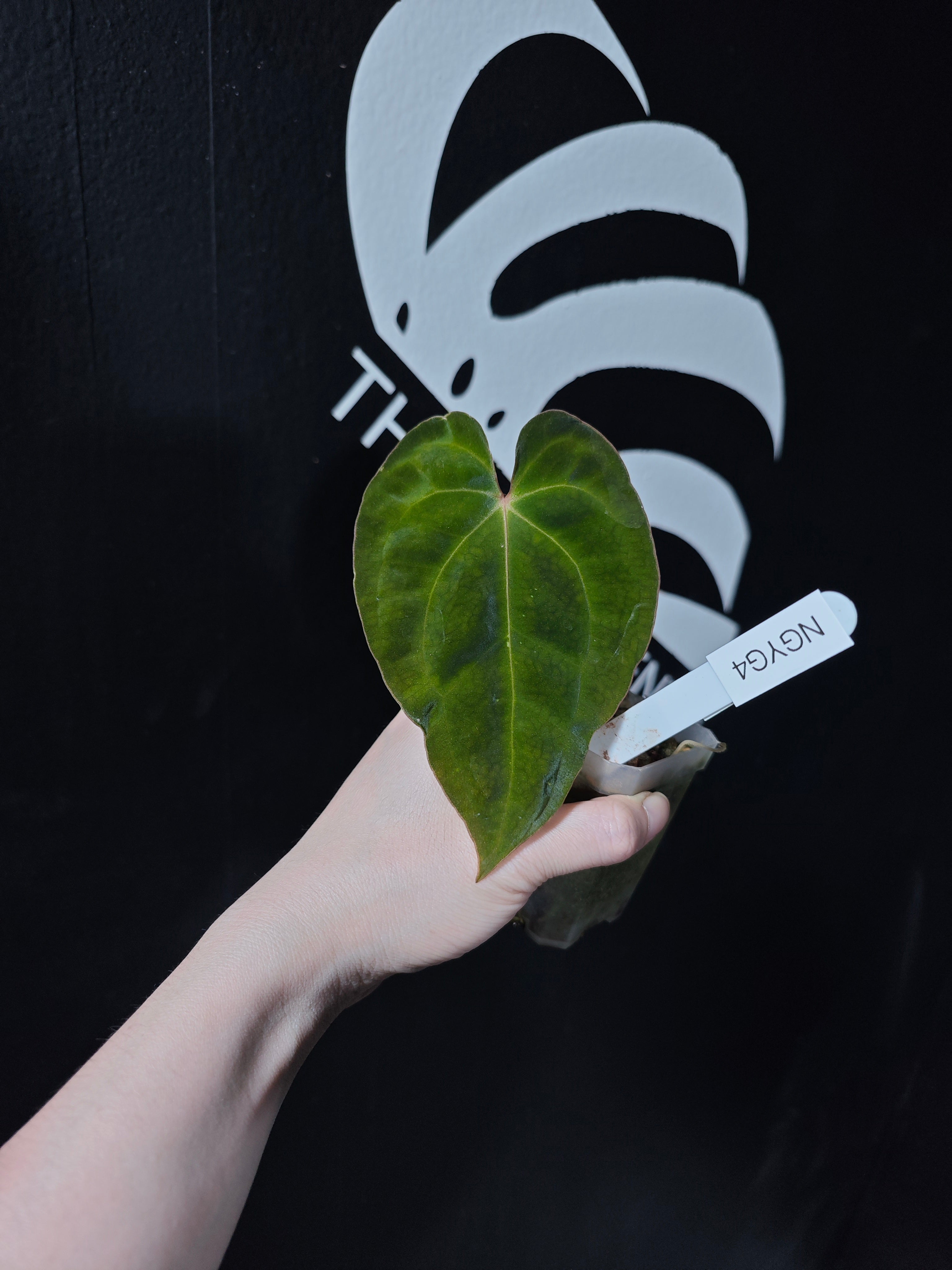 Anthurium Papilliaminum Variegated X Papilliaminum Guna Yala