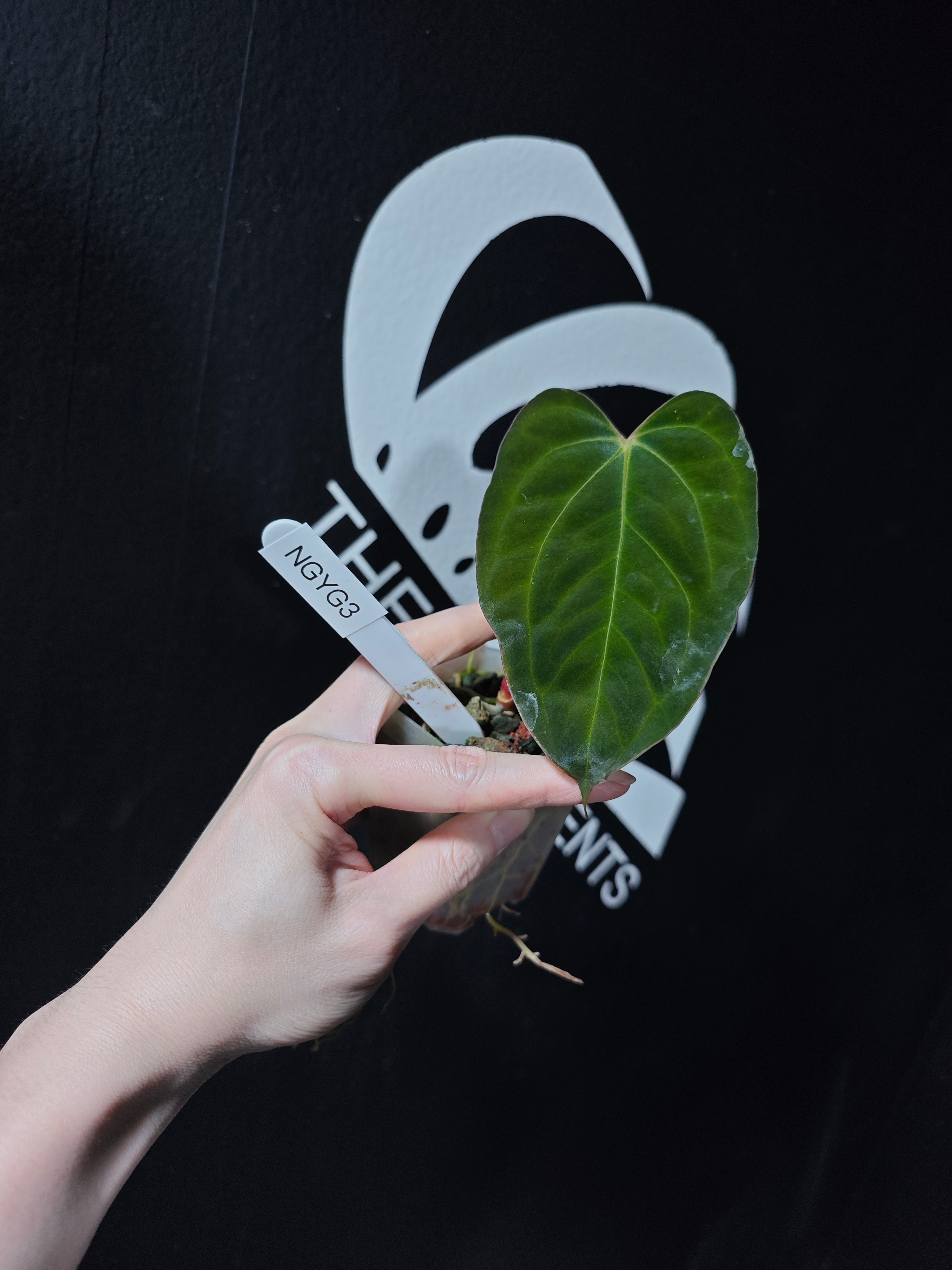 Anthurium Papilliaminum Variegated X Papilliaminum Guna Yala