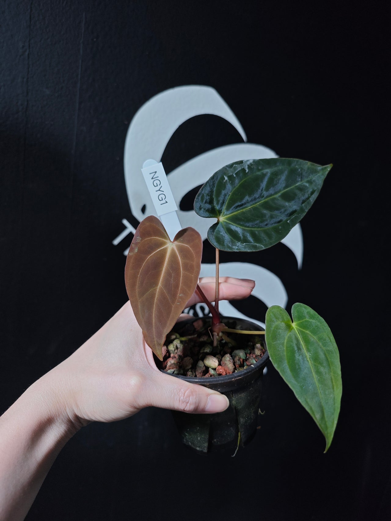 Anthurium Papilliaminum Variegated X Papilliaminum Guna Yala Seeding