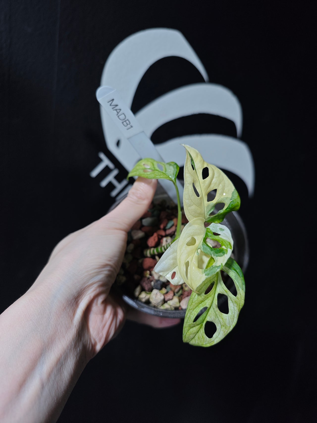 Monstera Adansonii Albo - thebasements.us