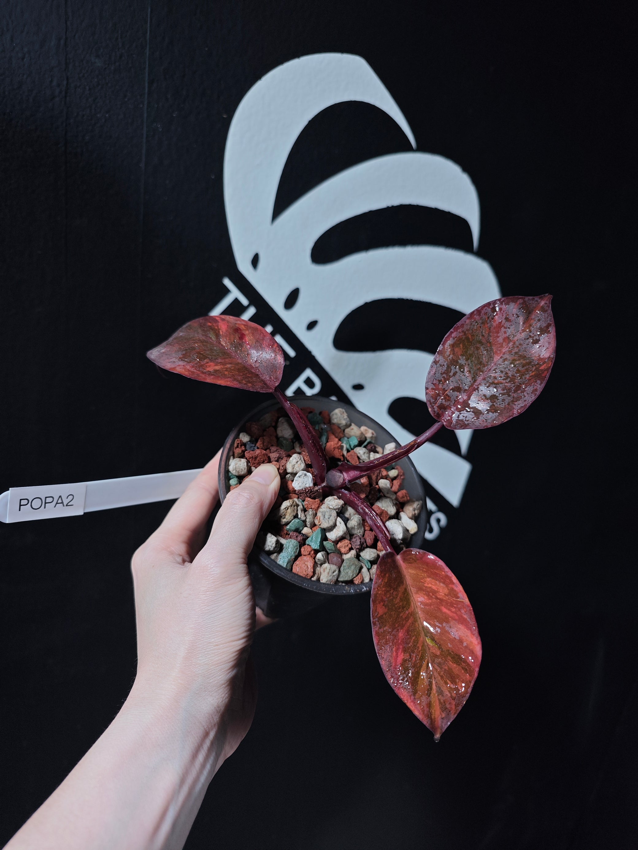 philodendron orange princess marble Philodendron Orange Princess Galaxy