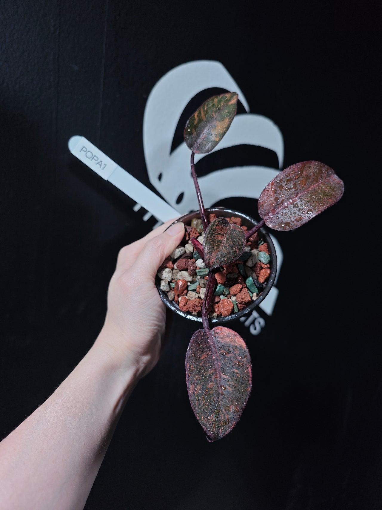 Philodendron Orange Princess Marble - thebasements.us