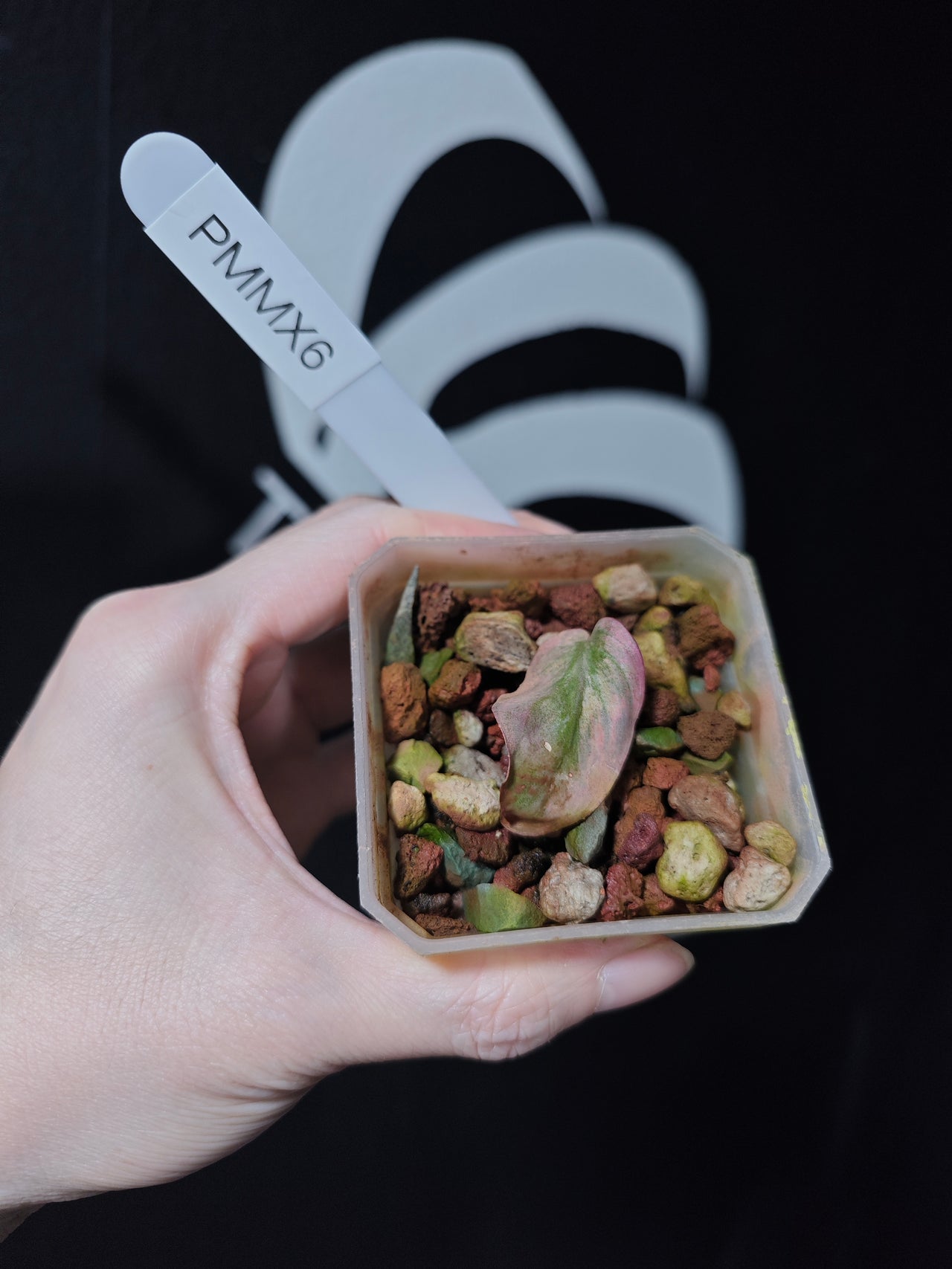 Philodendron Mican Mint Variegated