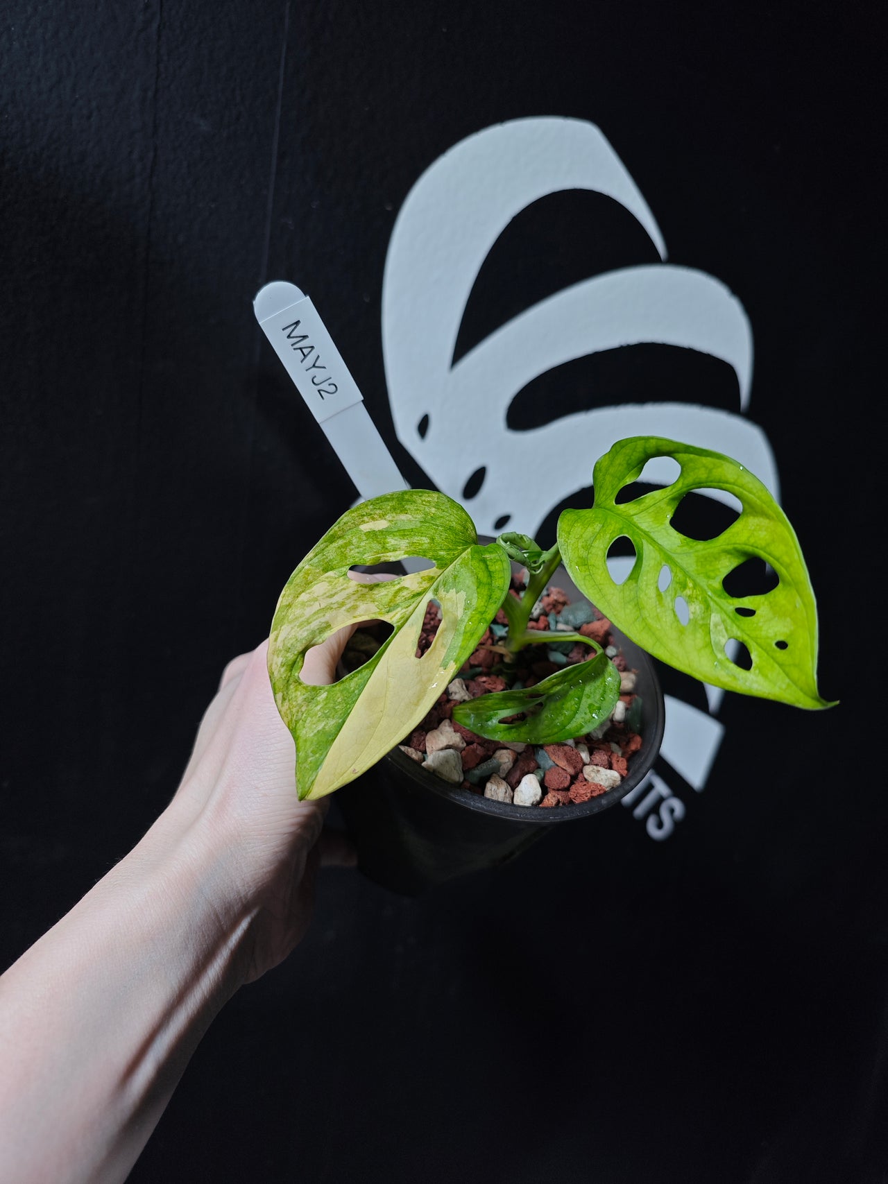 Monstera Adansonii Aurea - thebasements.us