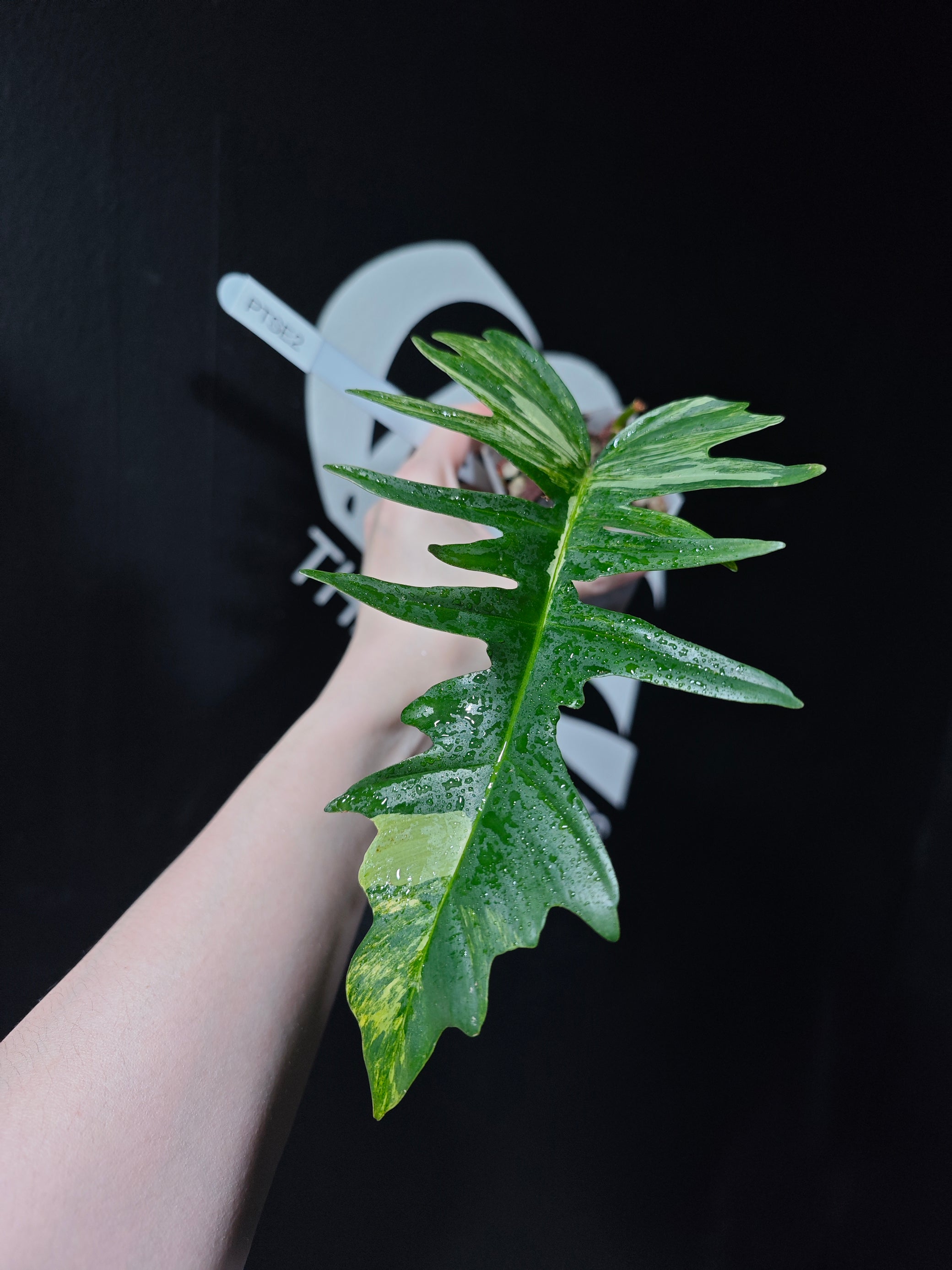 philodendron florida beauty x tortum Philodendron Florida Beauty x Tortum Variegated