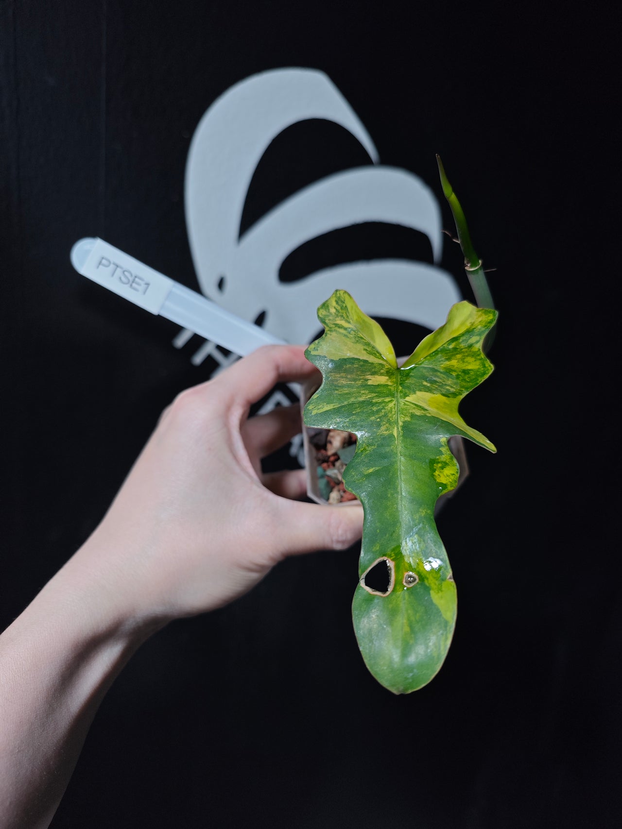 Philodendron Florida Beauty x Tortum Variegated