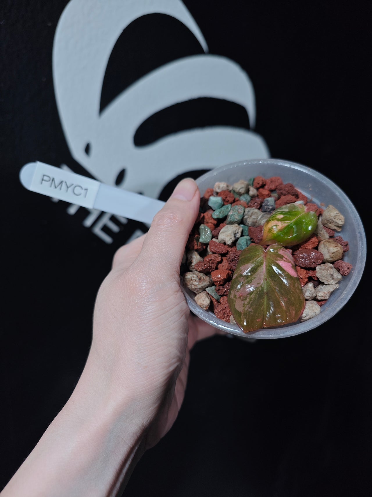 Philodendron Mican Aurea Variegated