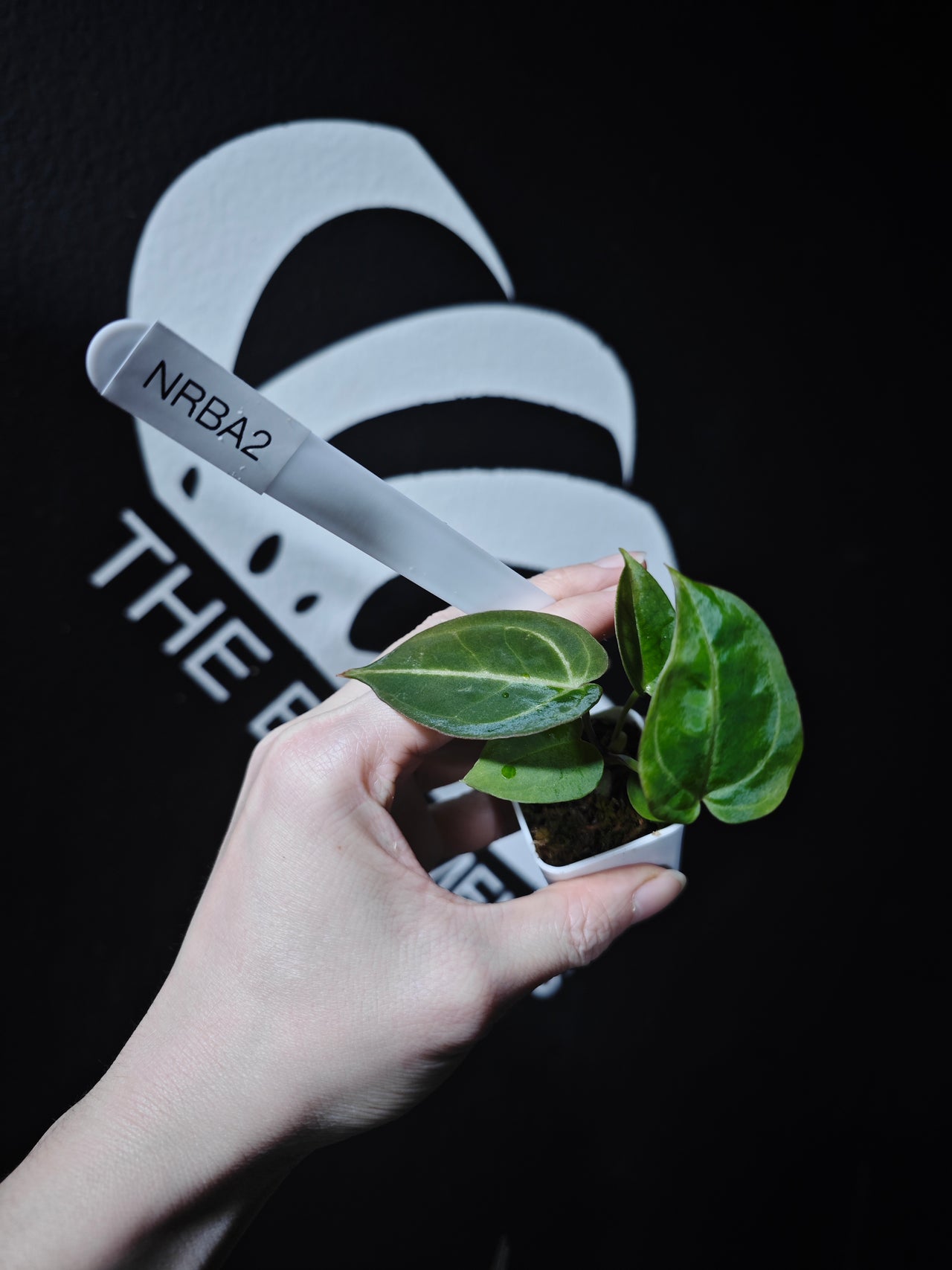 Anthurium Red Crystal x (Black Widow x Michelle)