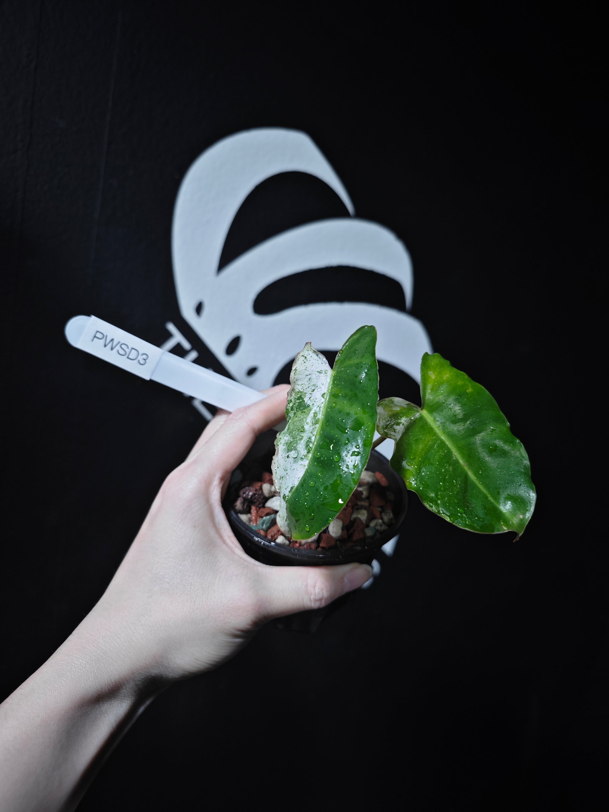 philodendron burle marx mint Philodendron Burle Marx White Snow