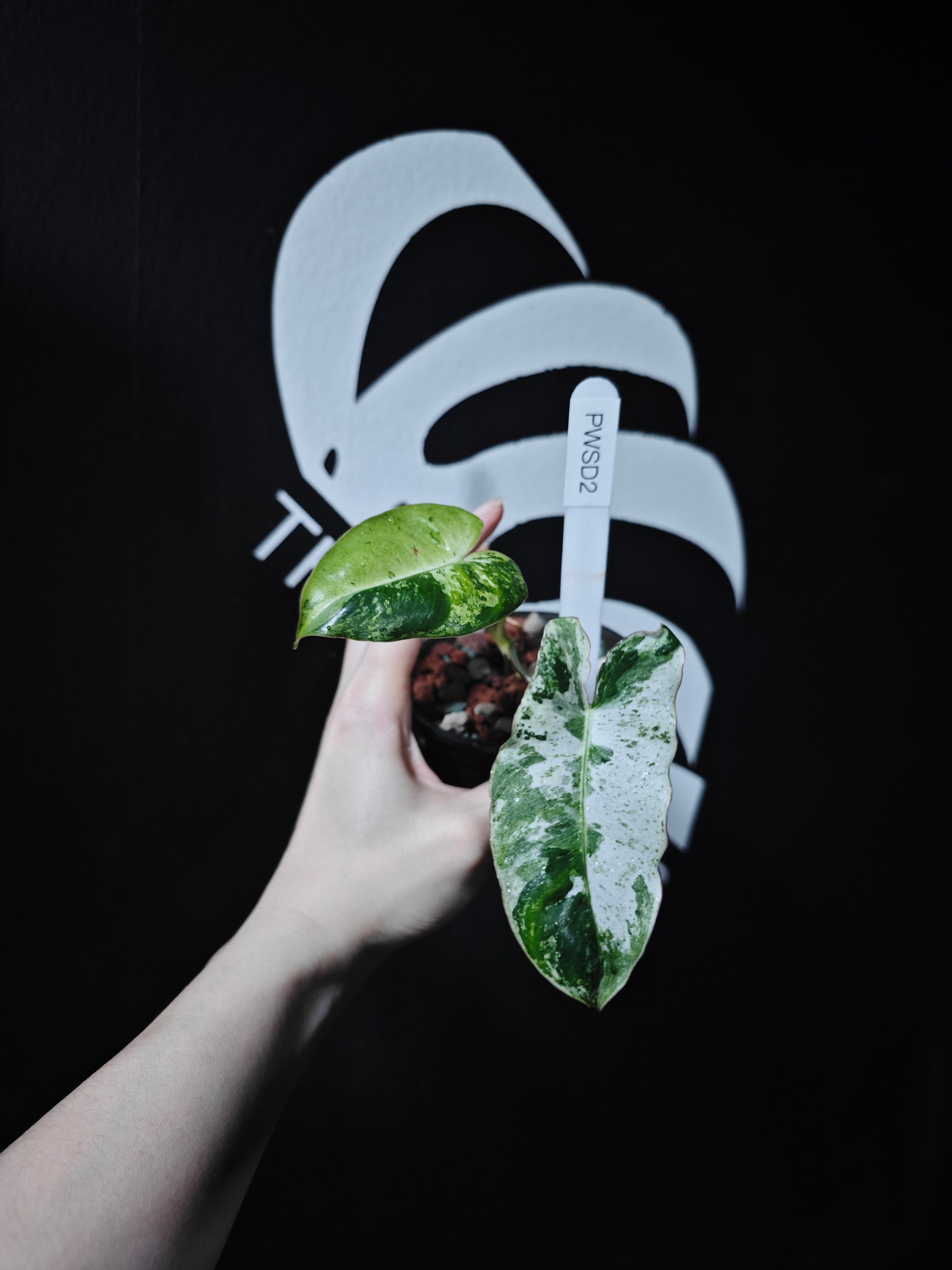philodendron snow white Philodendron Burle Marx White Snow