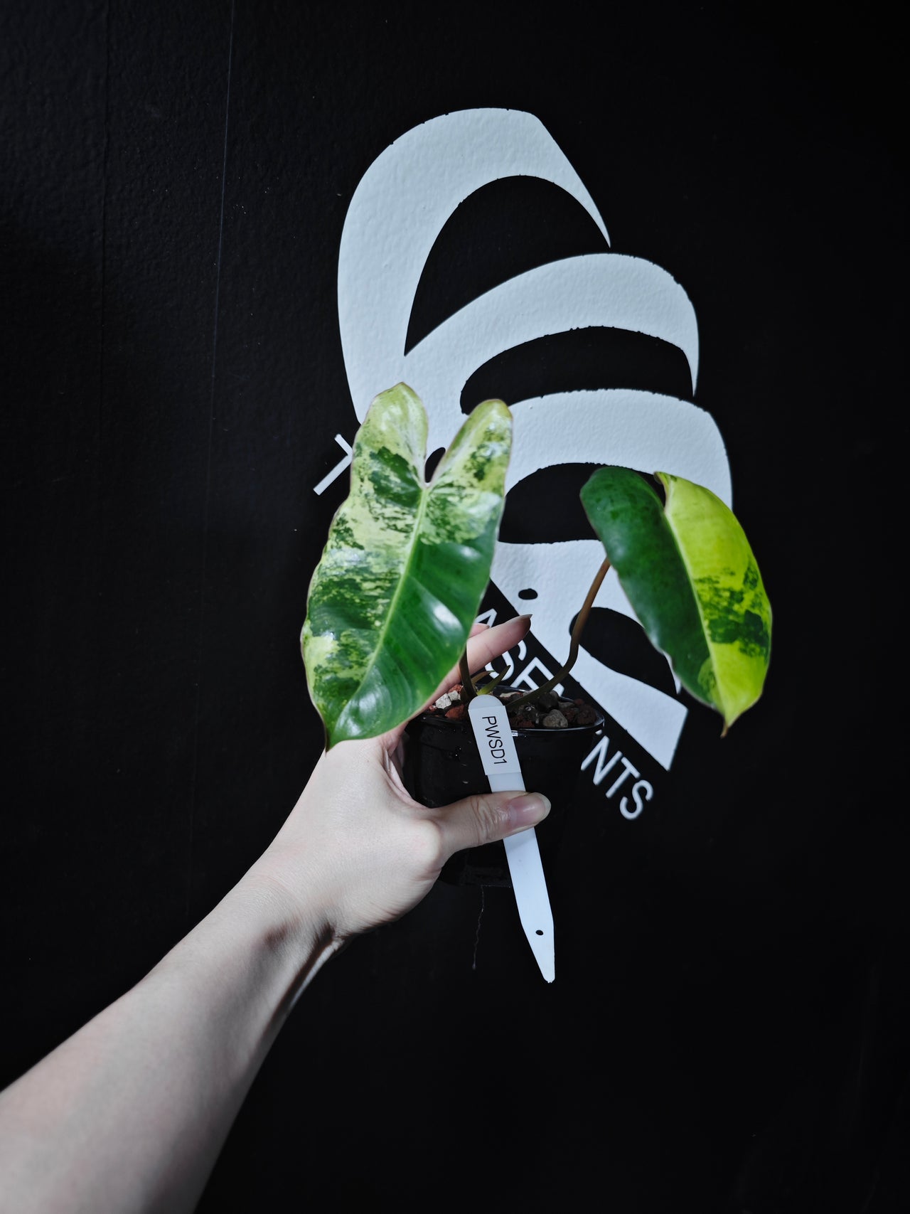 Philodendron Burle Marx Snow White - thebasements.us