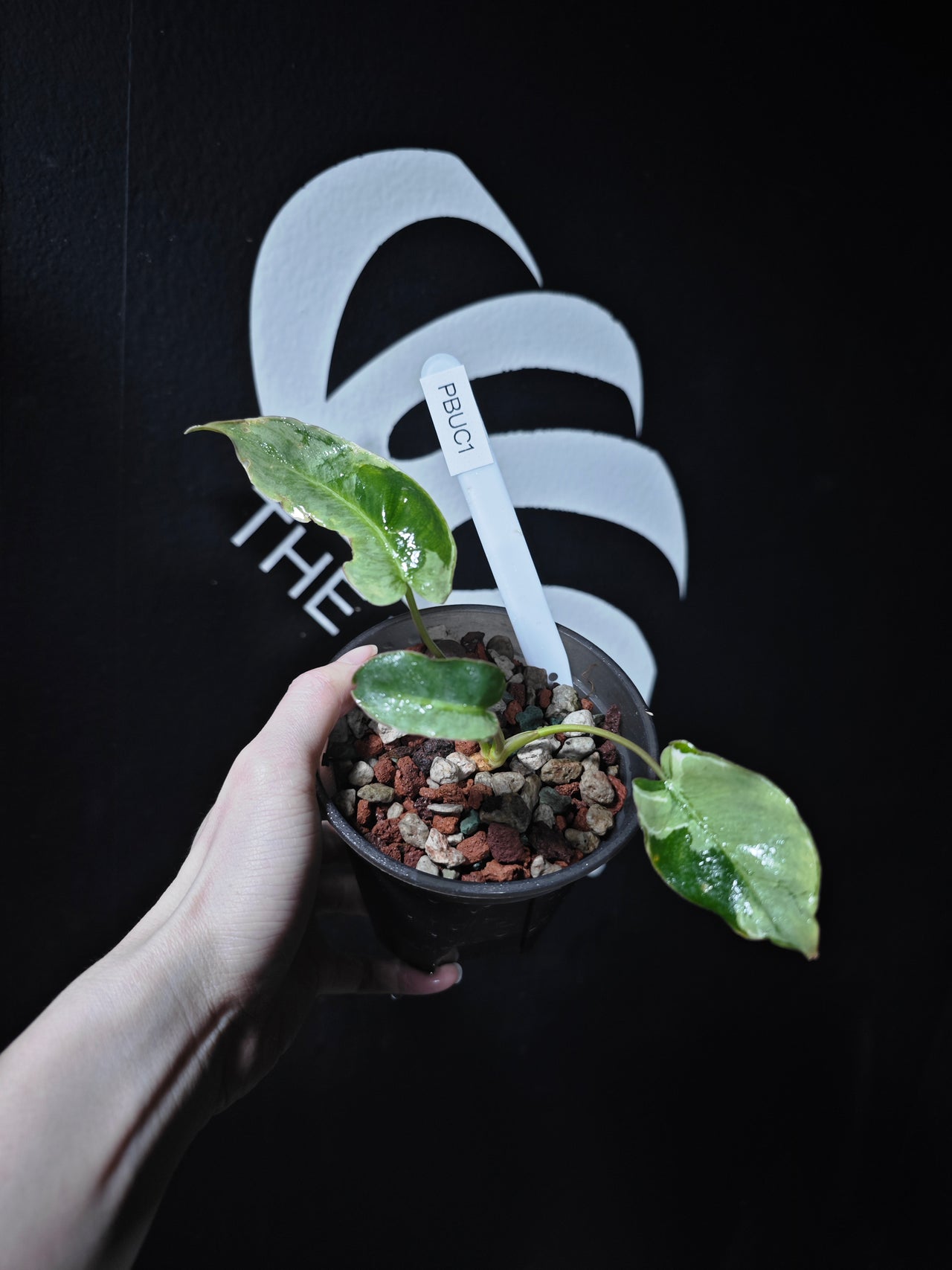 Philodendron Burle Marx Mutation