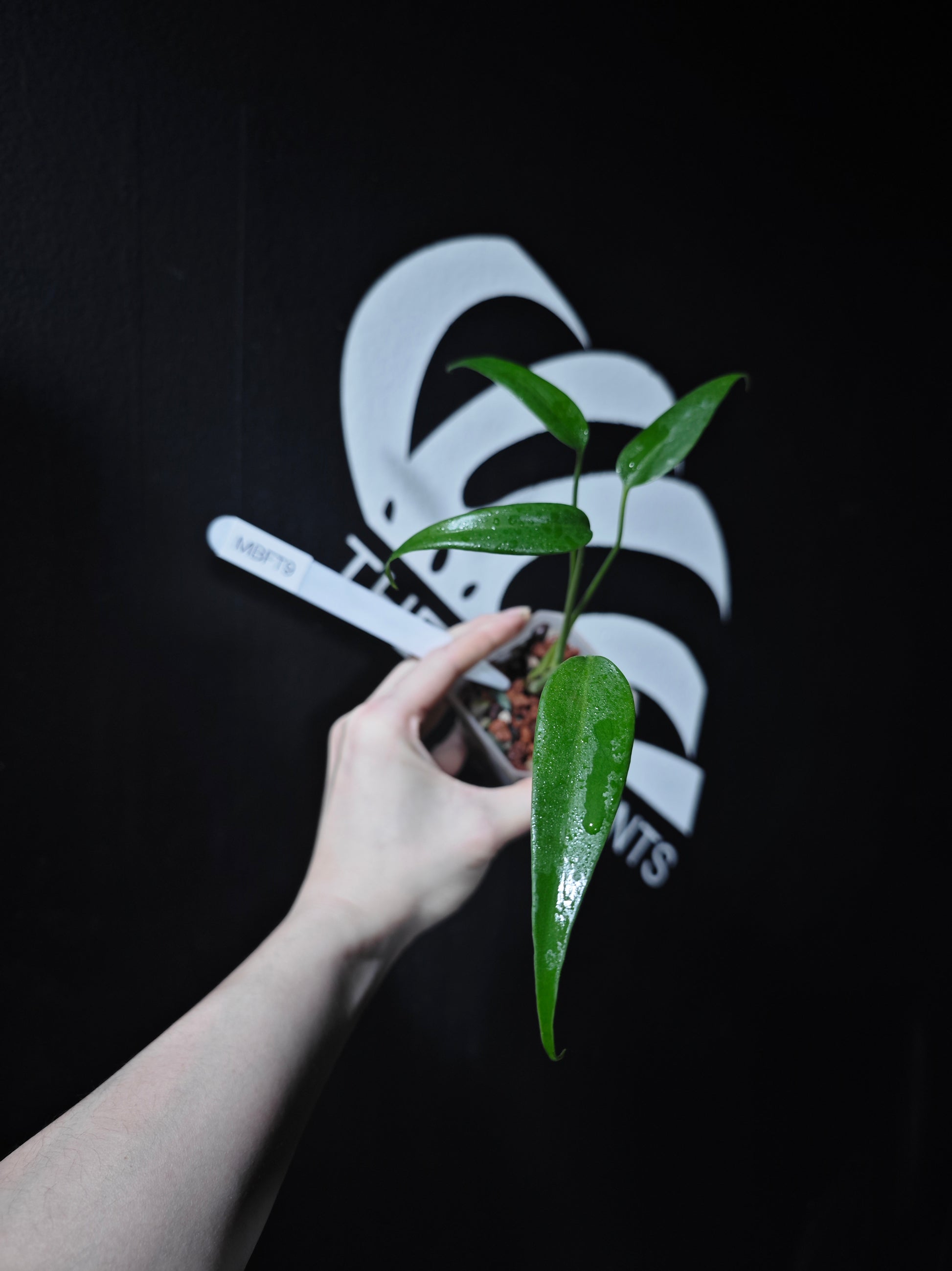 Monstera Burle Marx Flame - thebasements.com