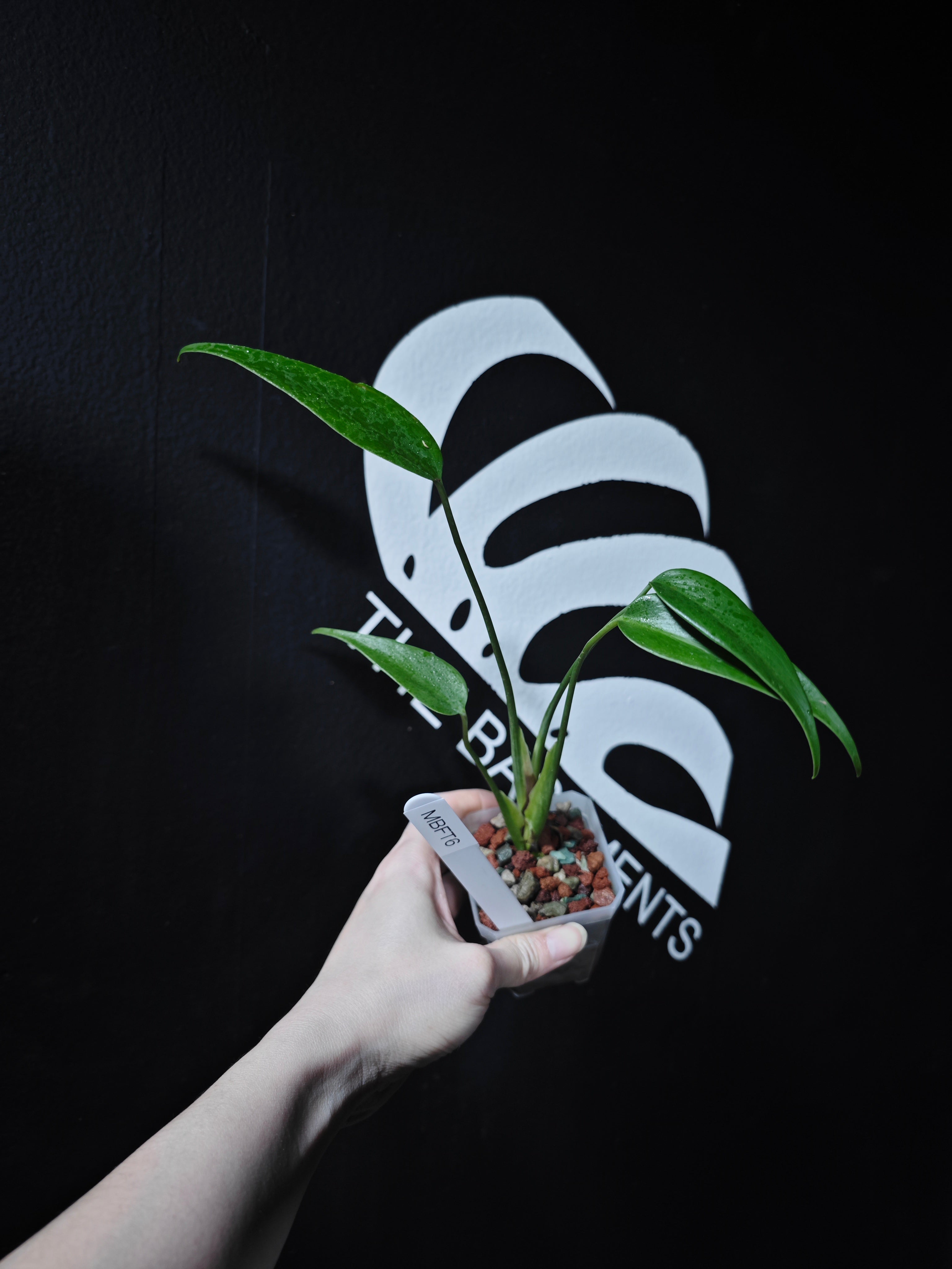 モンステラ Barle Marx's Flame Monstera Burle Marx Flame | Tropical Indoor Plants & Houseplants