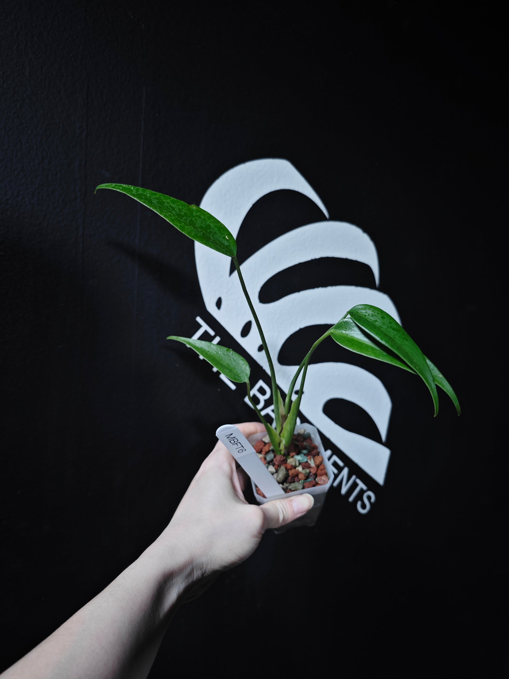 Monstera Burle Marx Flame - thebasements.com