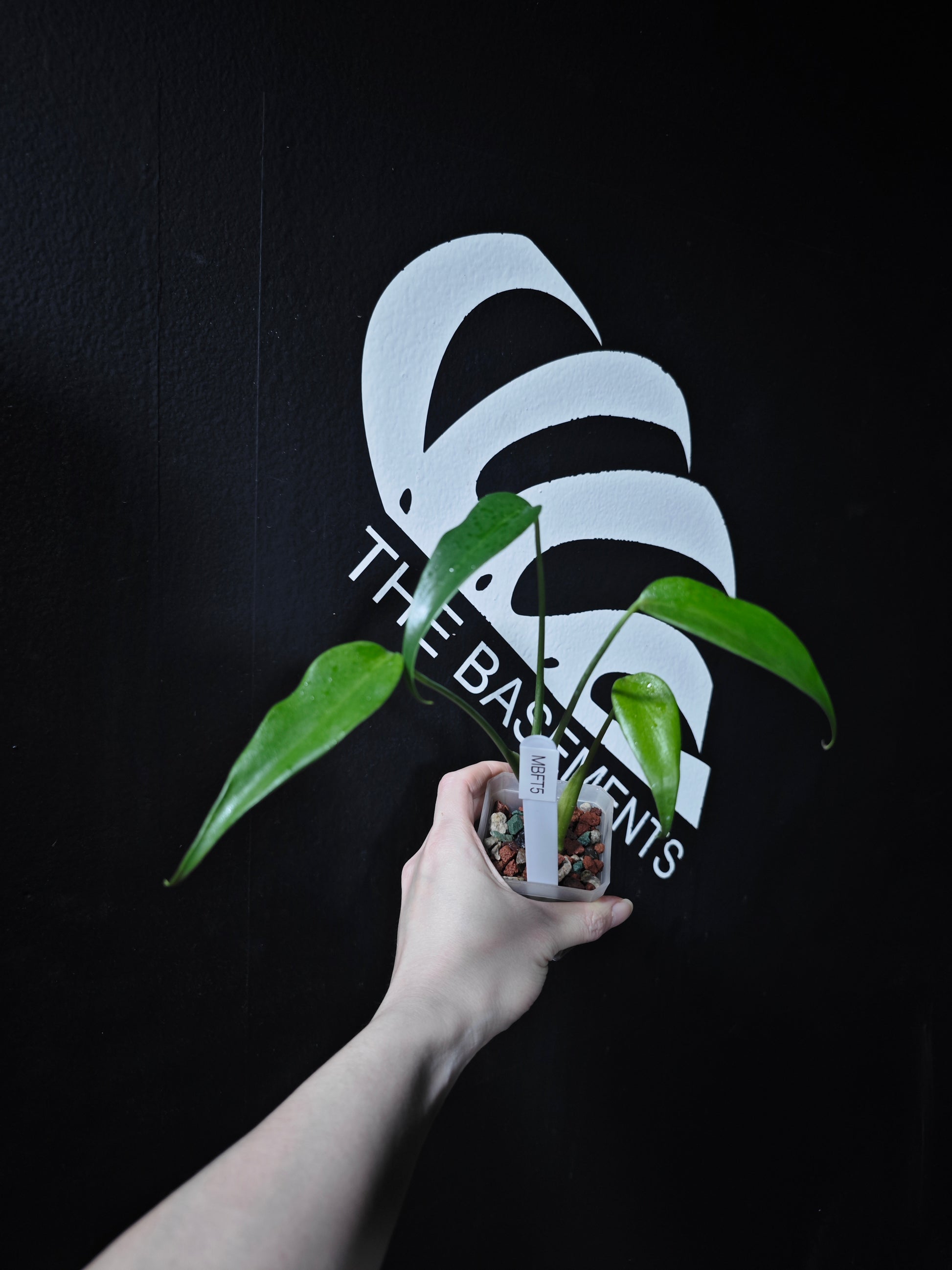 Monstera Burle Marx Flame - thebasements.com