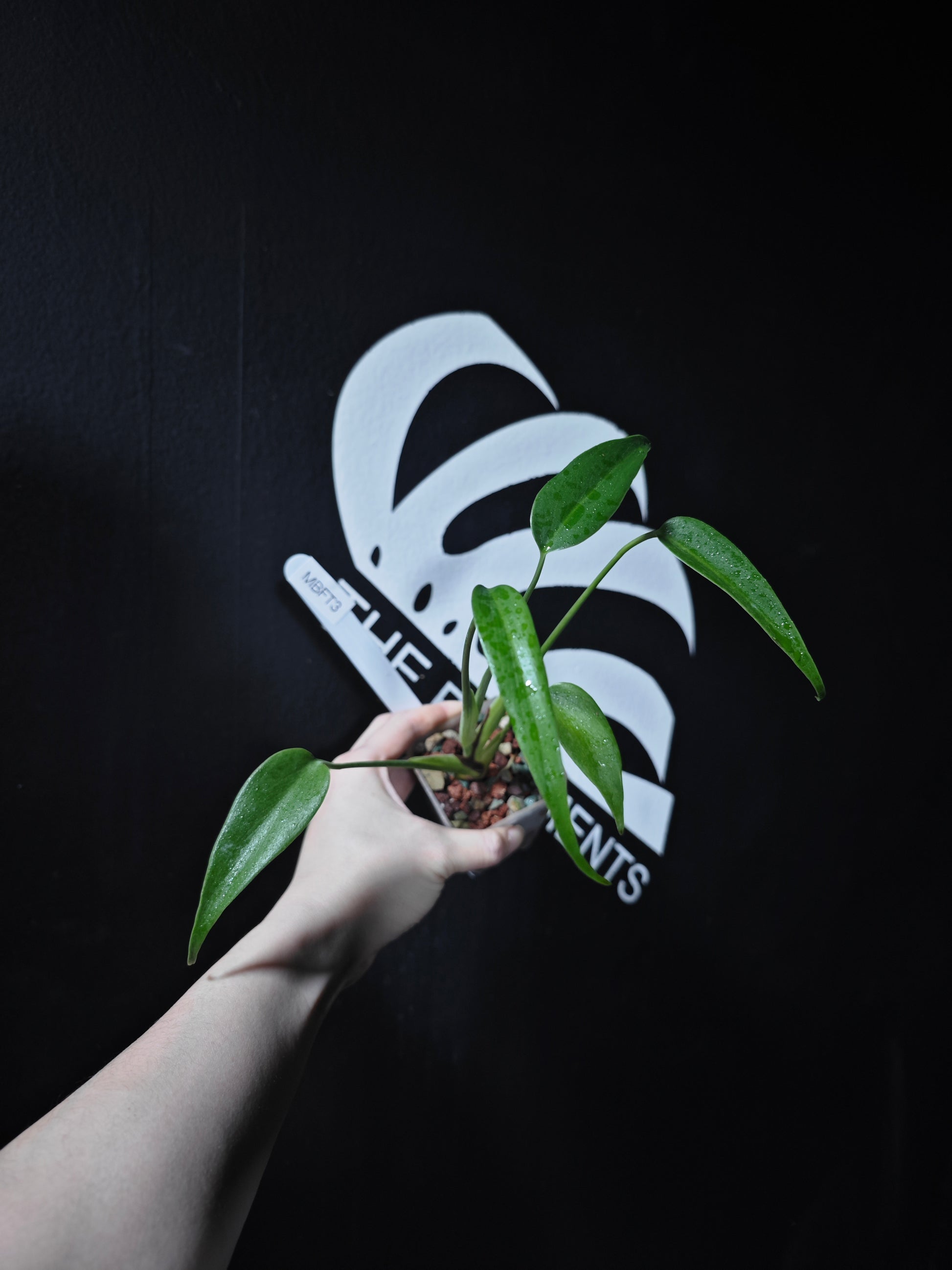 Monstera Burle Marx Flame - thebasements.com