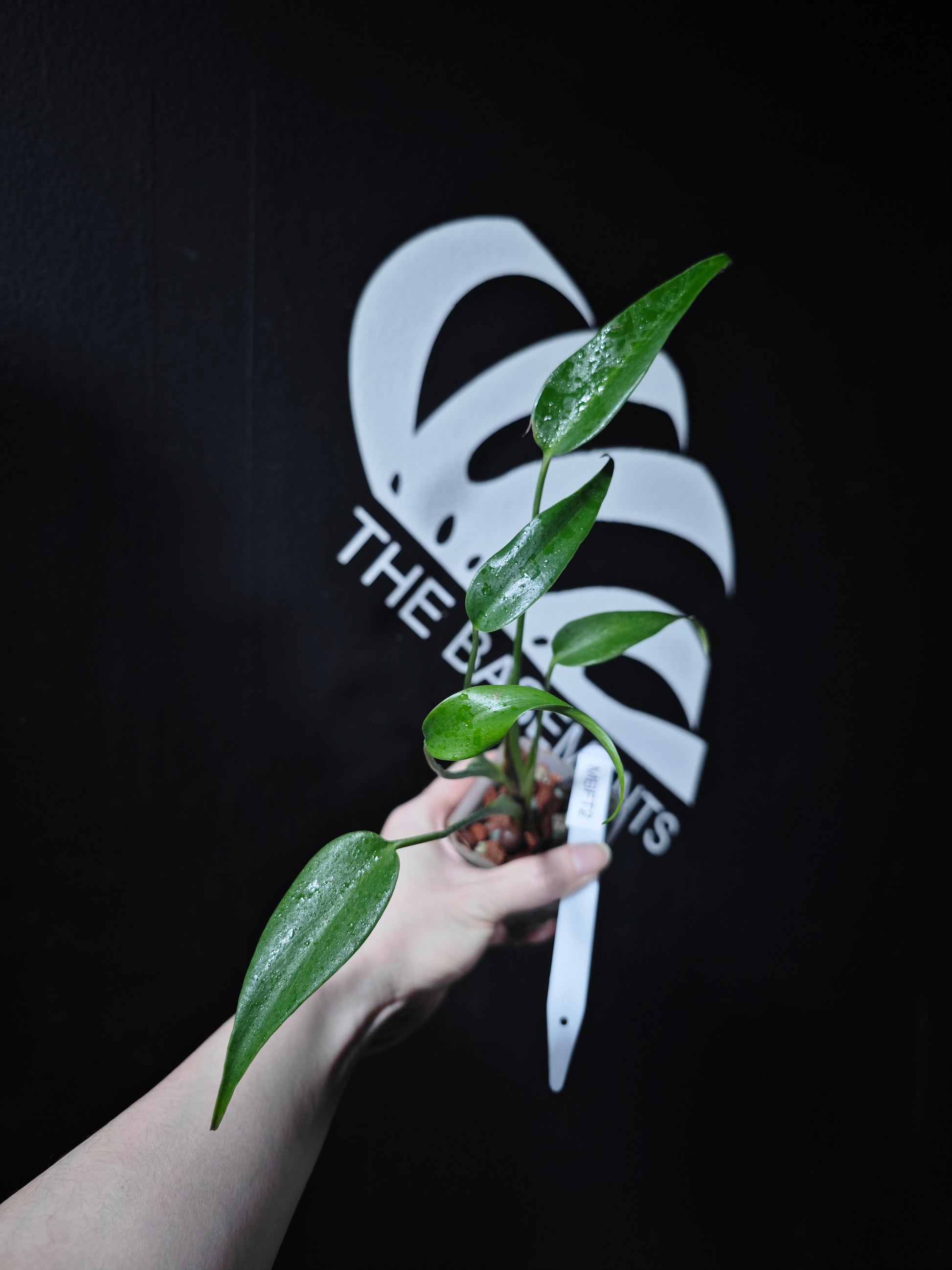 Monstera Burle Marx Flame - thebasements.com