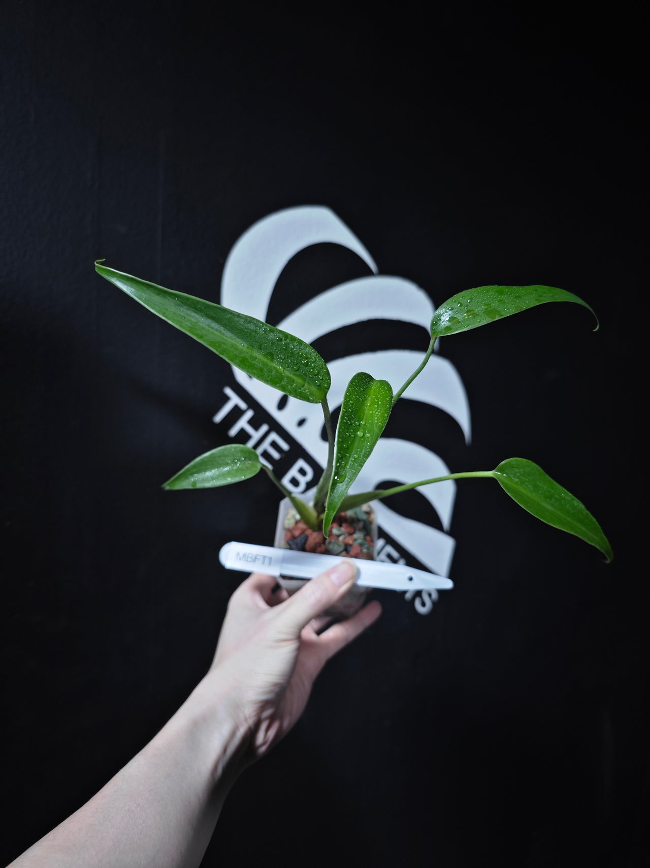 Monstera Burle Marx Flame - thebasements.us