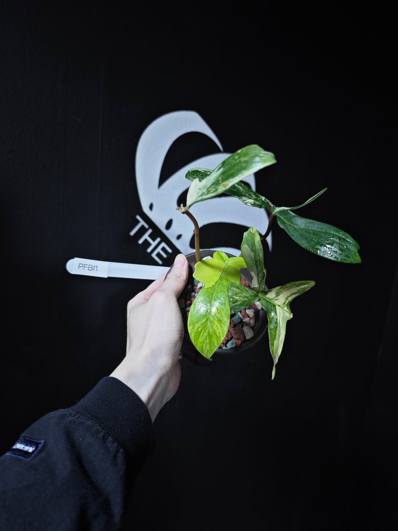 Philodendron Florida Beauty Variegated