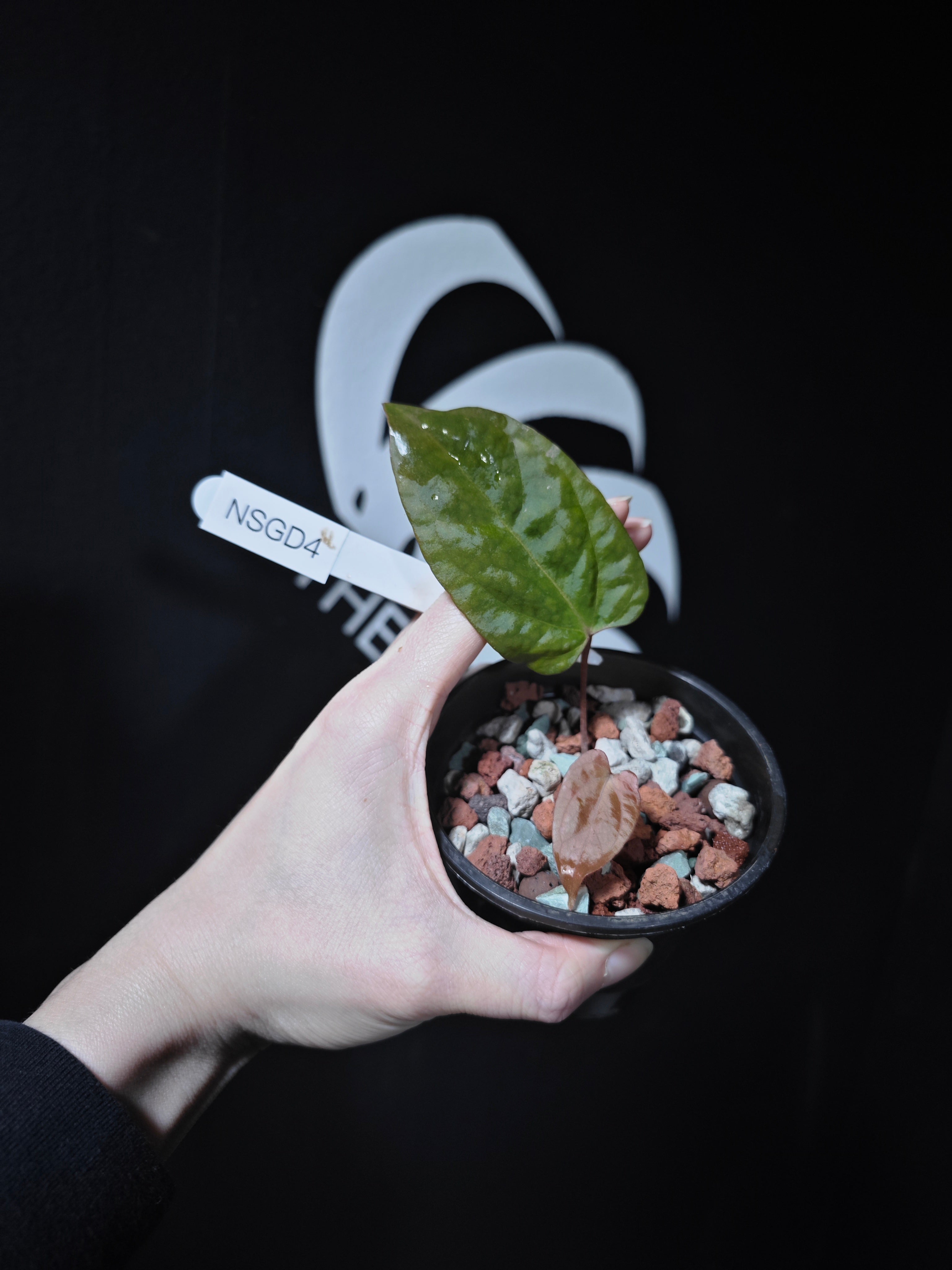 subsignatum×RVDP×subsignatum Anthurium Subsignatum x RVDP (Flat Sinus) 5