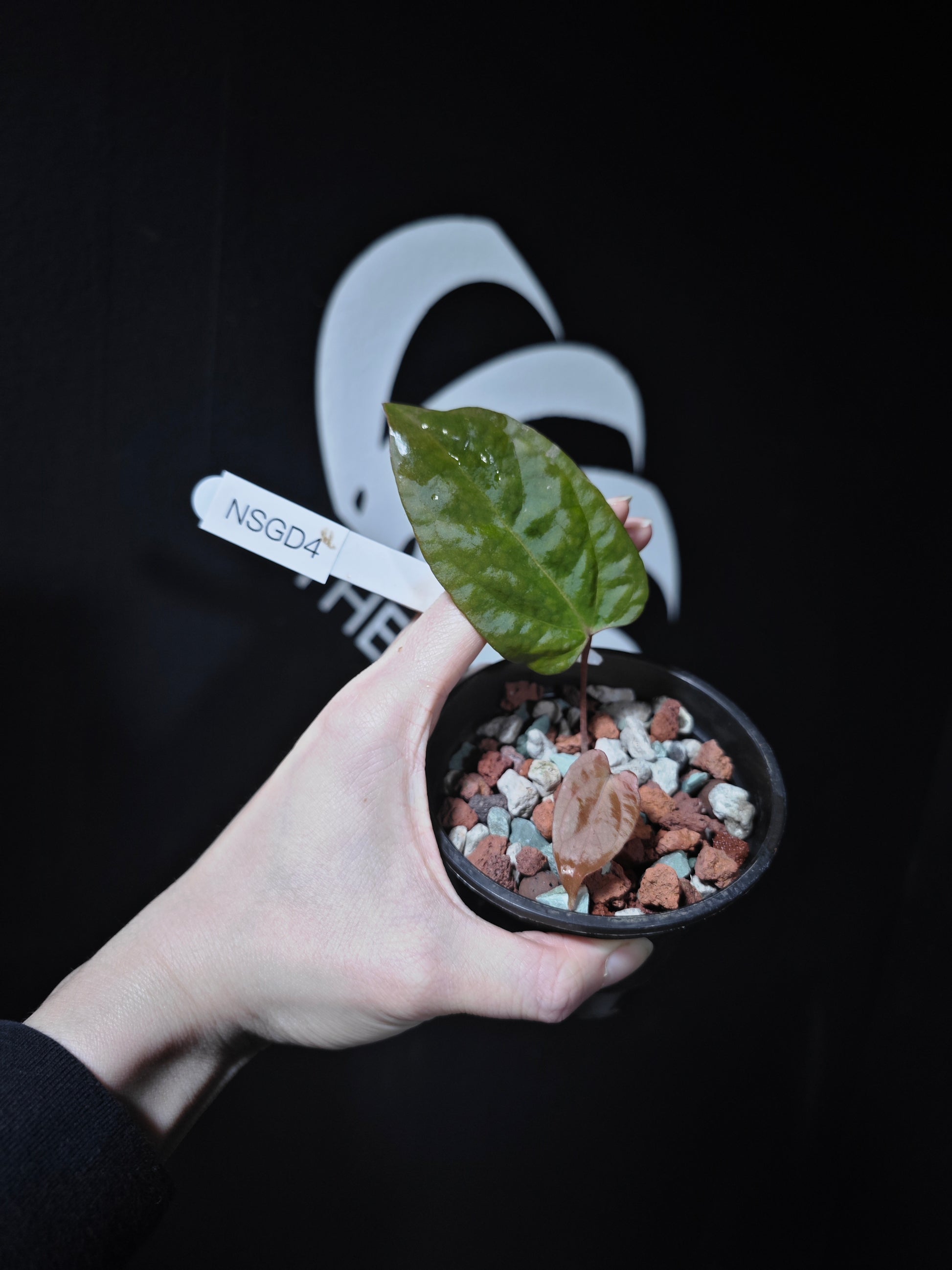 anthurium papillilaminum x subsignatum Anthurium Papilliaminum Variegated X Subsignatum Seeding