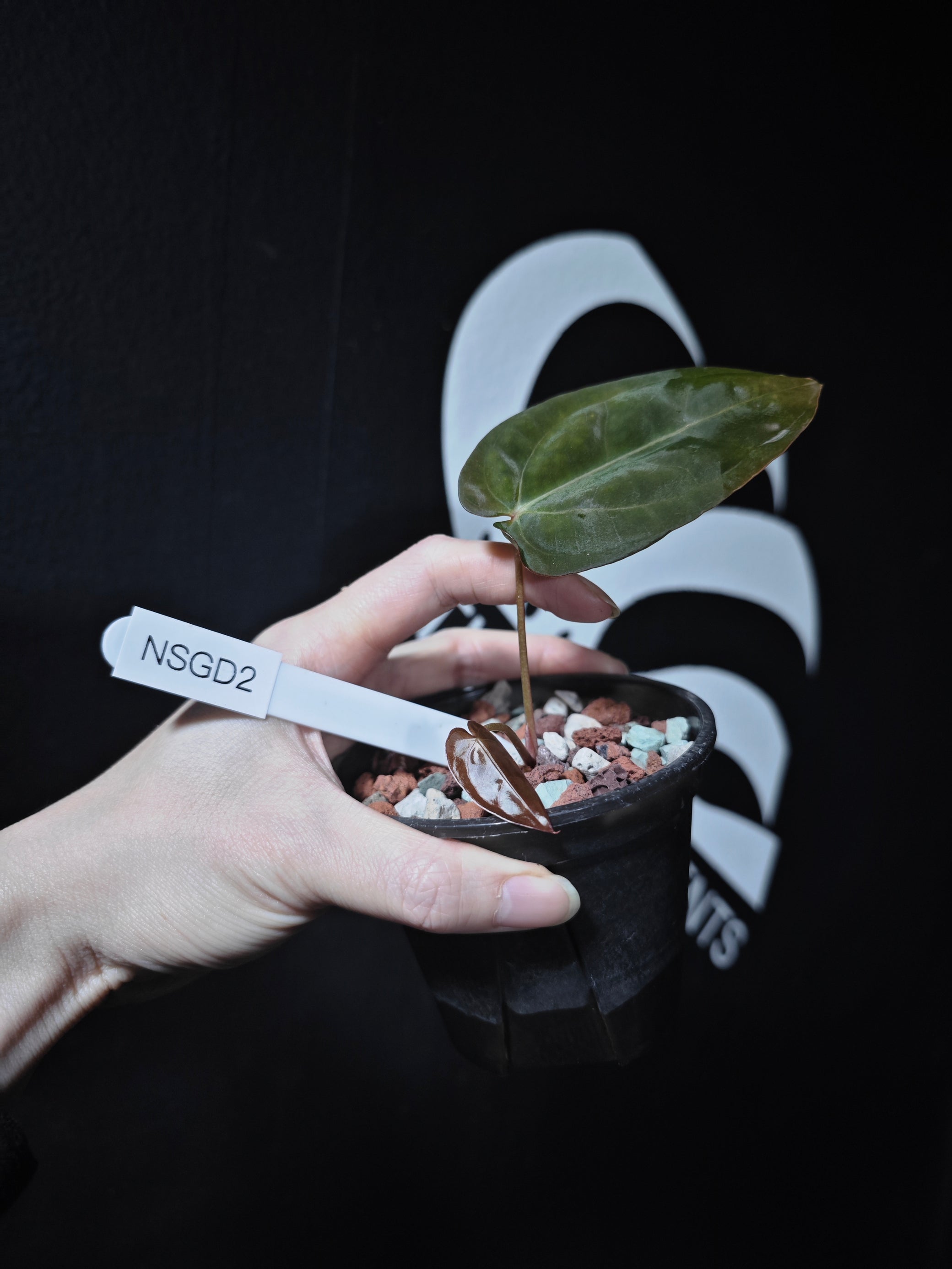 anthurium papillilaminum x subsignatum Anthurium Papilliaminum Variegated X Subsignatum Seeding