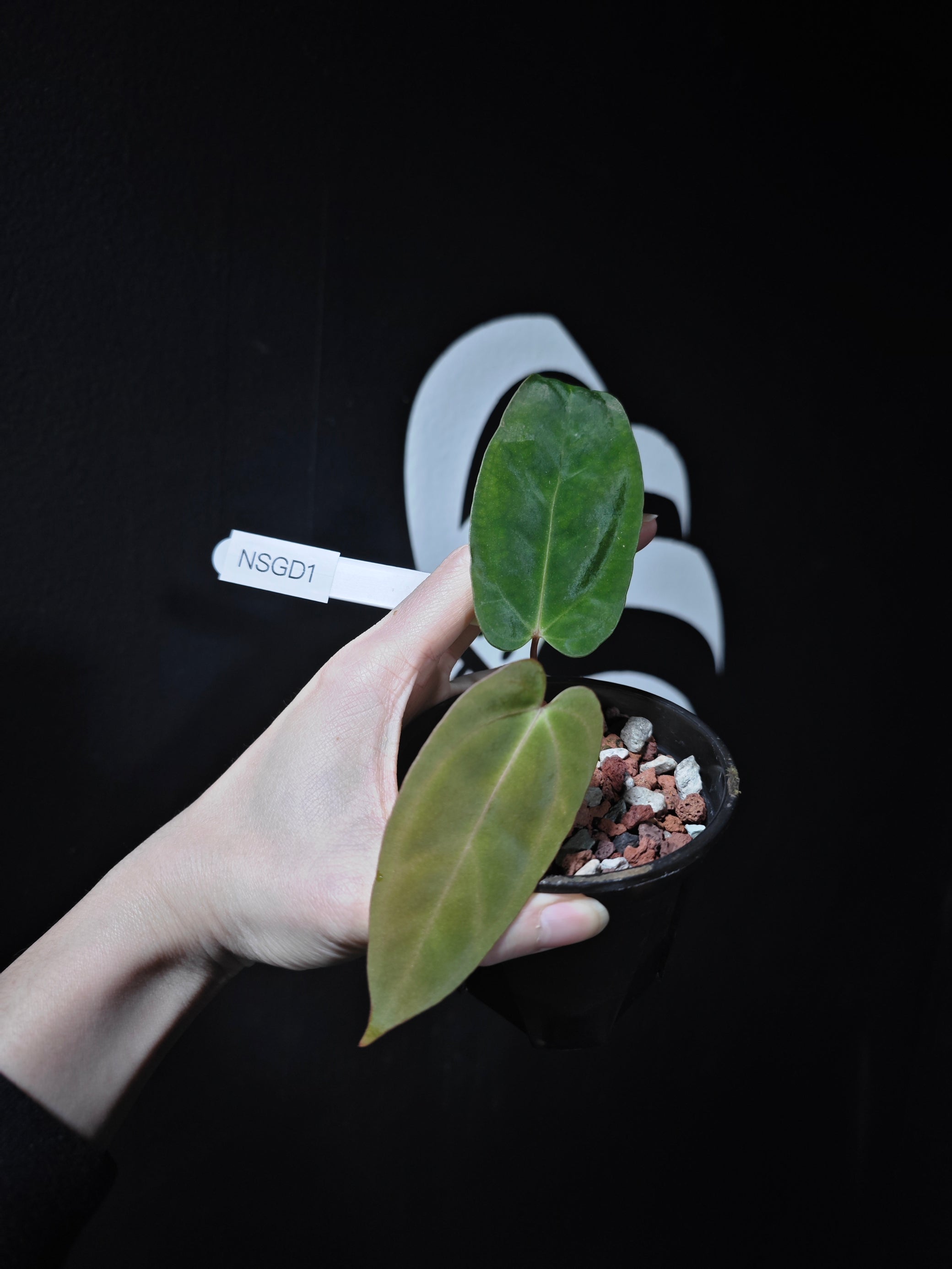 anthurium papillilaminum x subsignatum Anthurium Papilliaminum Variegated X Subsignatum Seeding