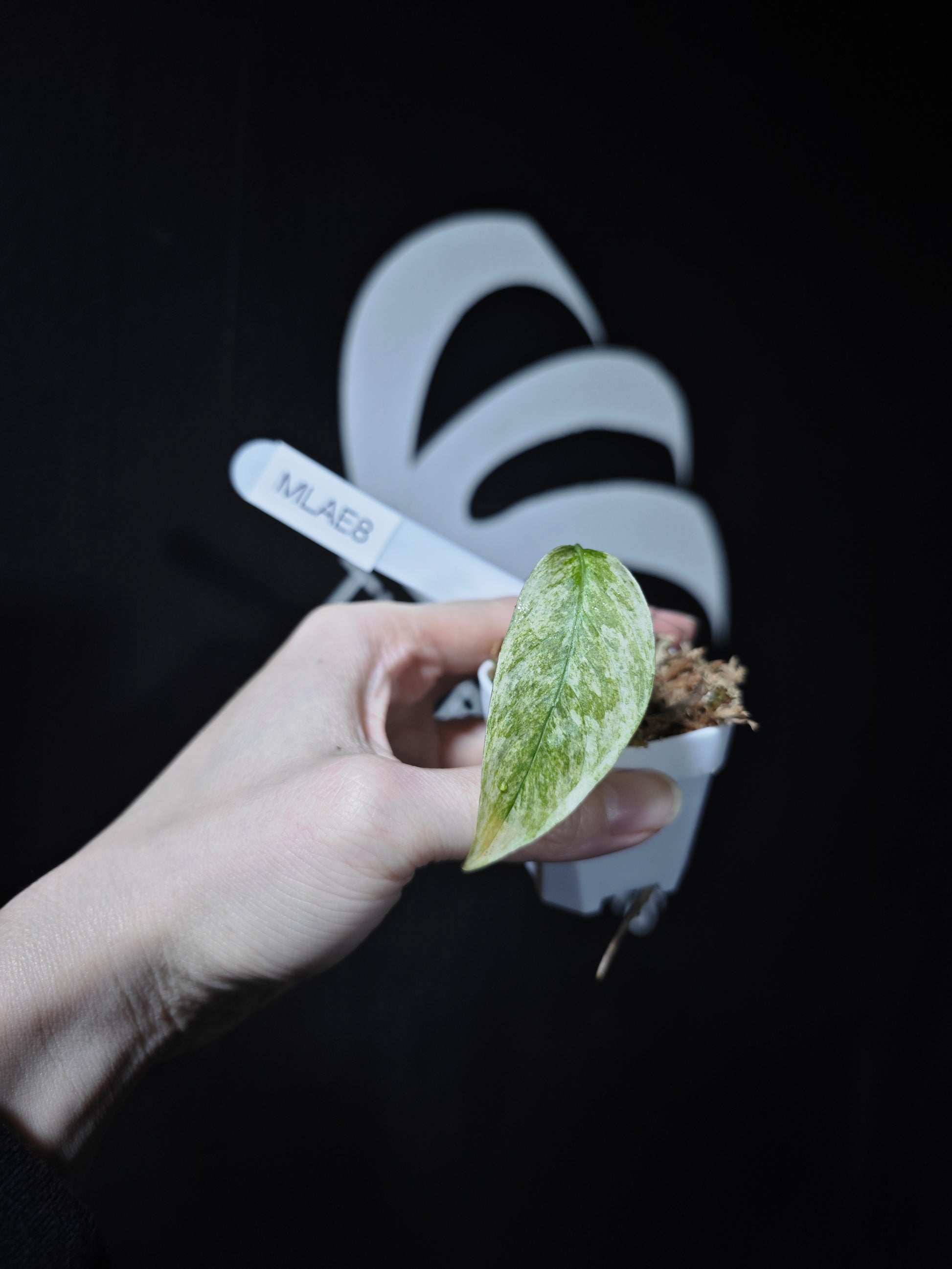 Monstera Adansonii Laniata Var Narrow From - thebasements.com