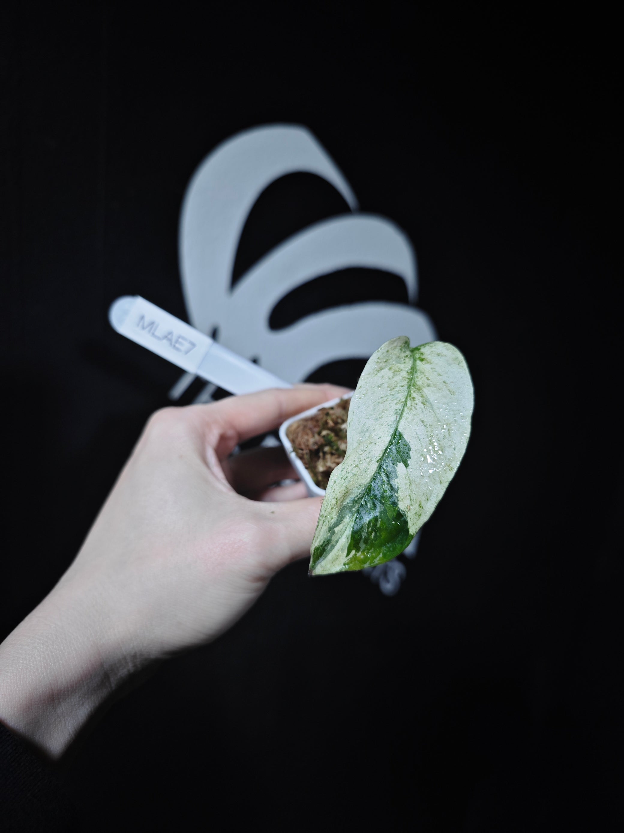 monstera adansonii var. laniata Monstera Adansonii Laniata Var Narrow From
