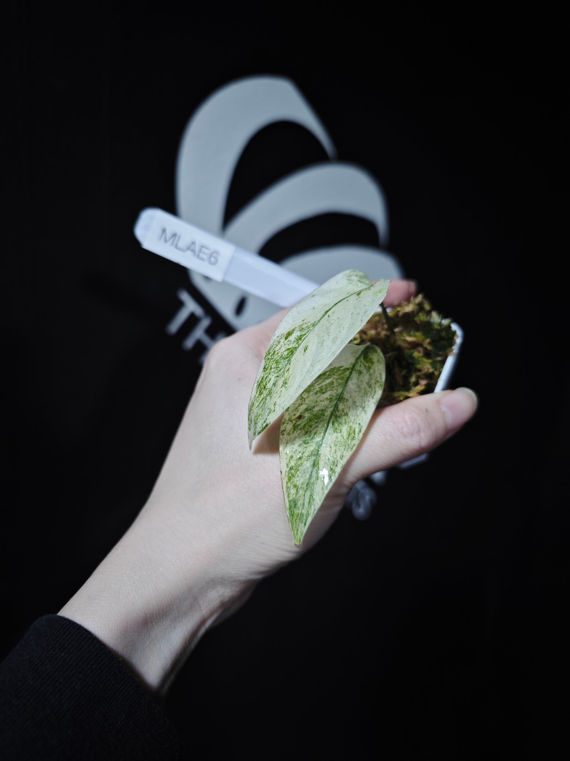 Monstera Adansonii Laniata Var Narrow From - thebasements.com