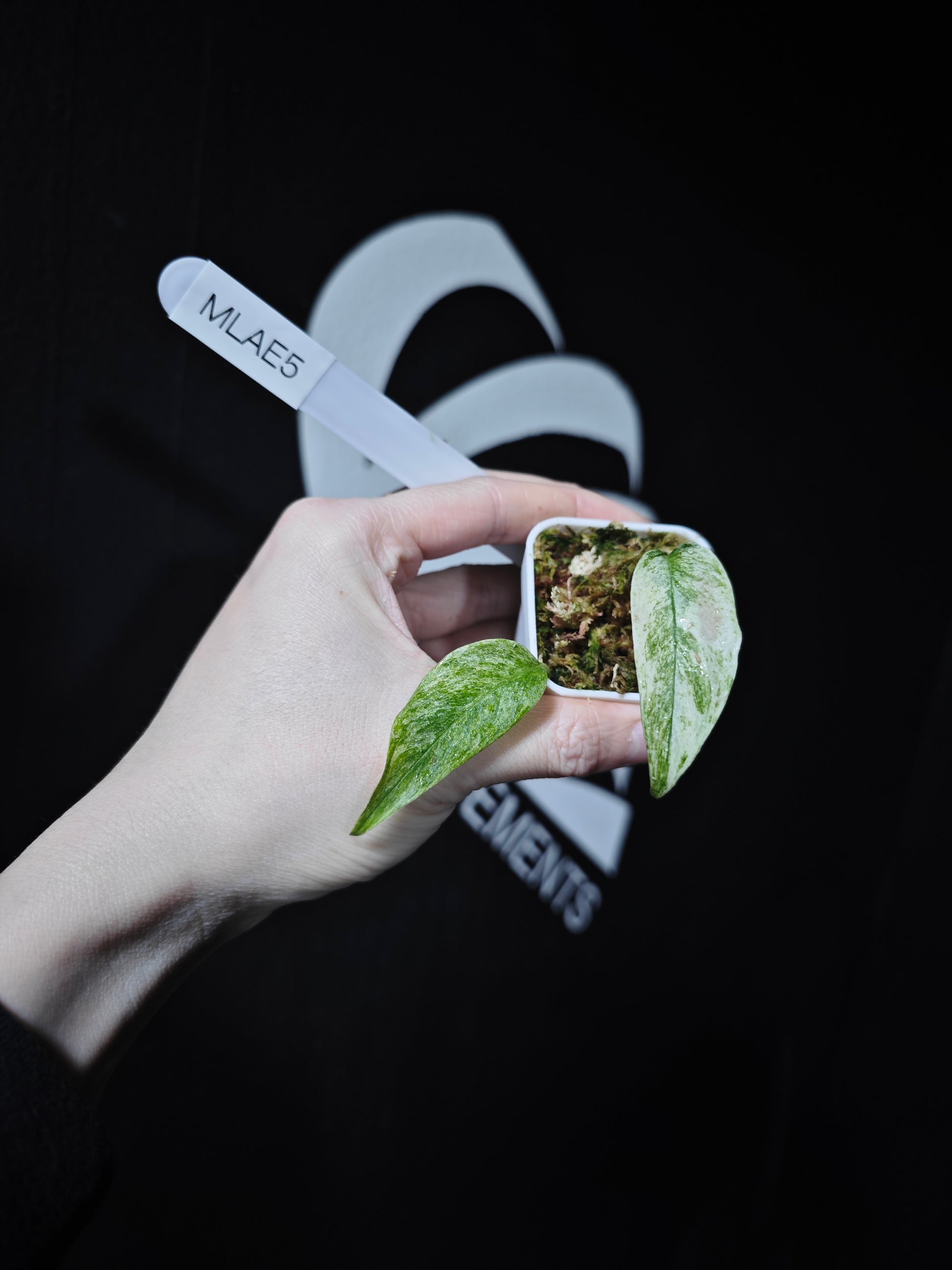 Monstera Adansonii Laniata Var Narrow From - thebasements.com