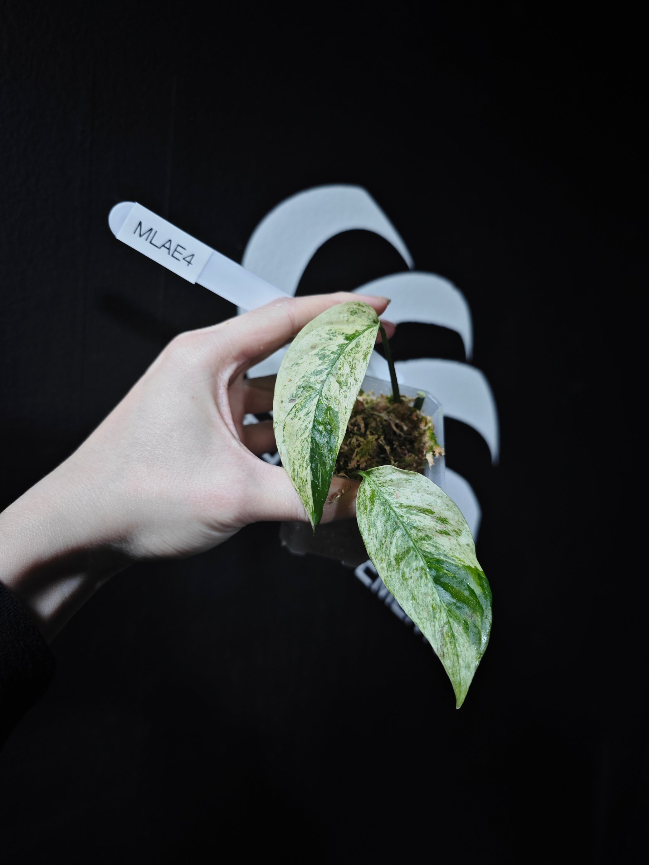 monstera adansonii laniata for sale Monstera Adansonii Laniata Var Narrow From