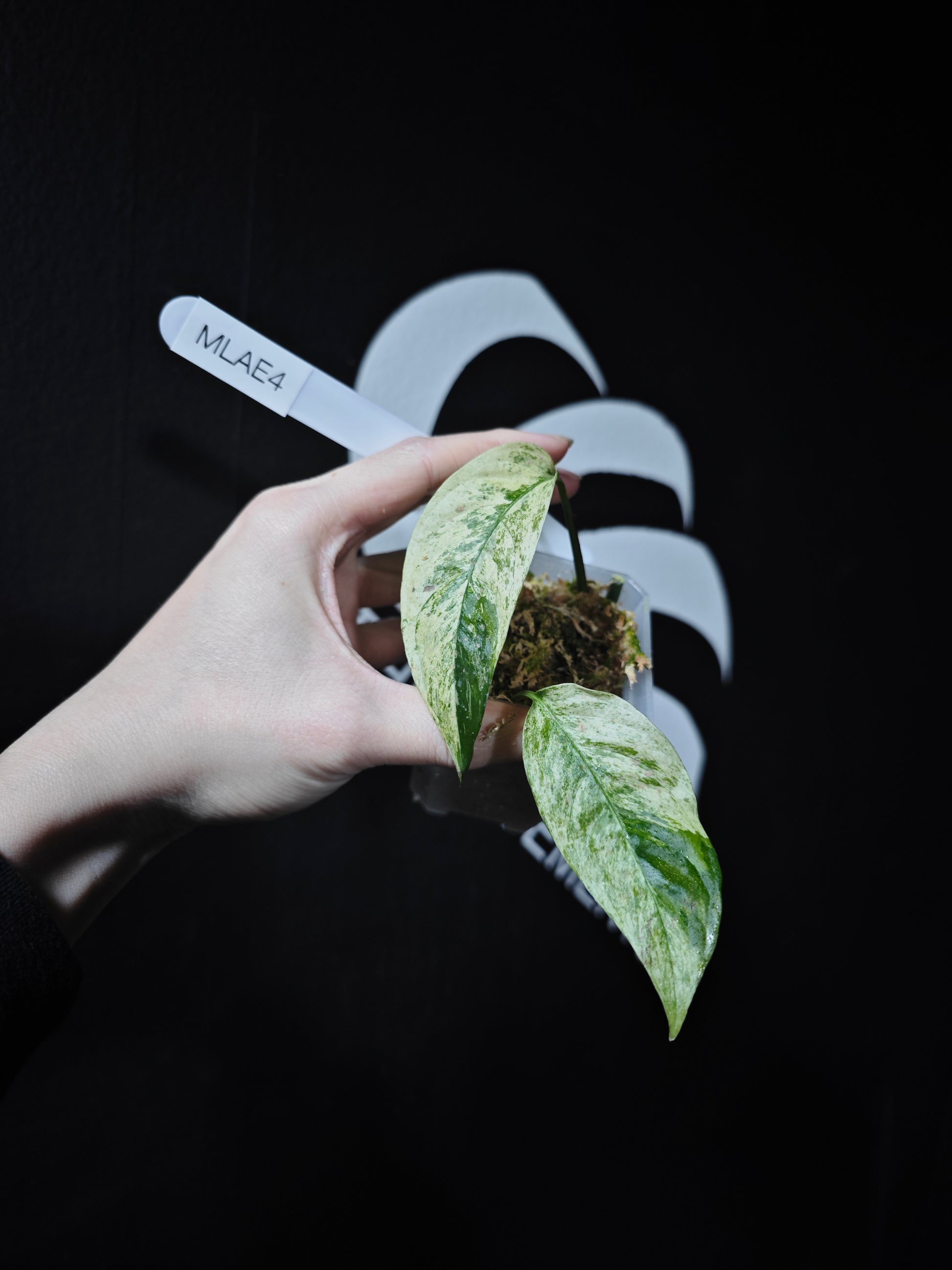 Monstera Adansonii Laniata Var Narrow From - thebasements.com