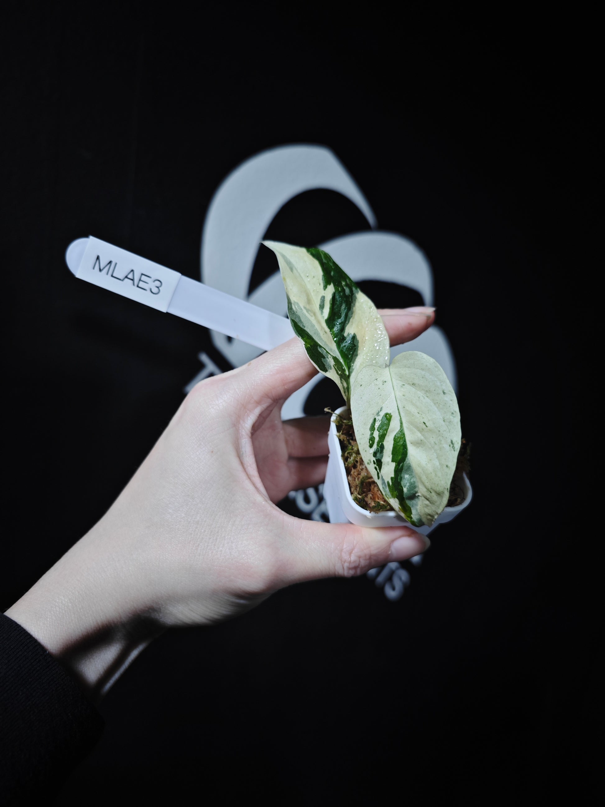 Monstera Adansonii Laniata Var Narrow From - thebasements.com