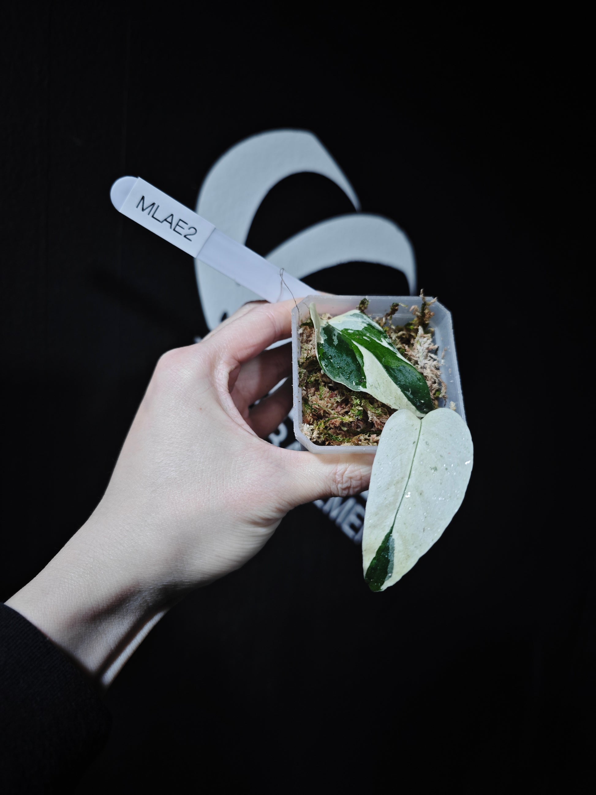 Monstera Adansonii Laniata Var Narrow From - thebasements.com