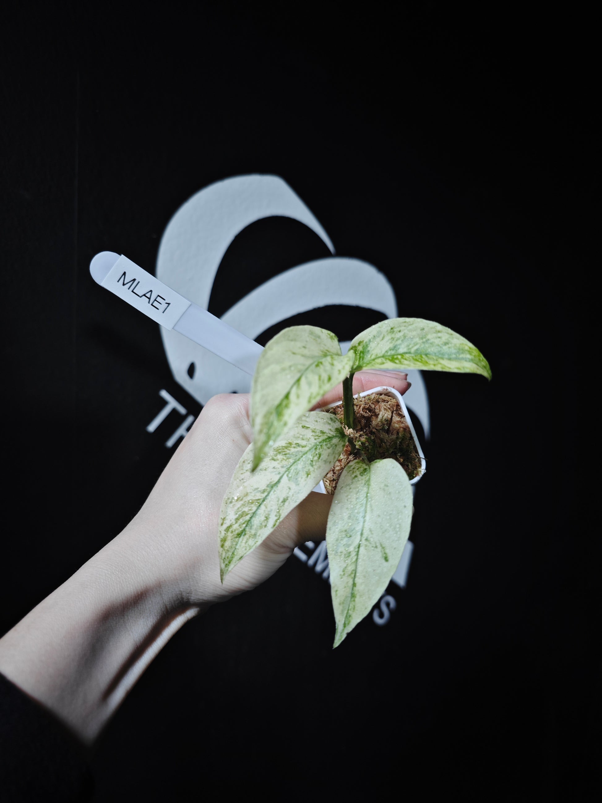 Monstera Adansonii Laniata Var Narrow From - thebasements.com