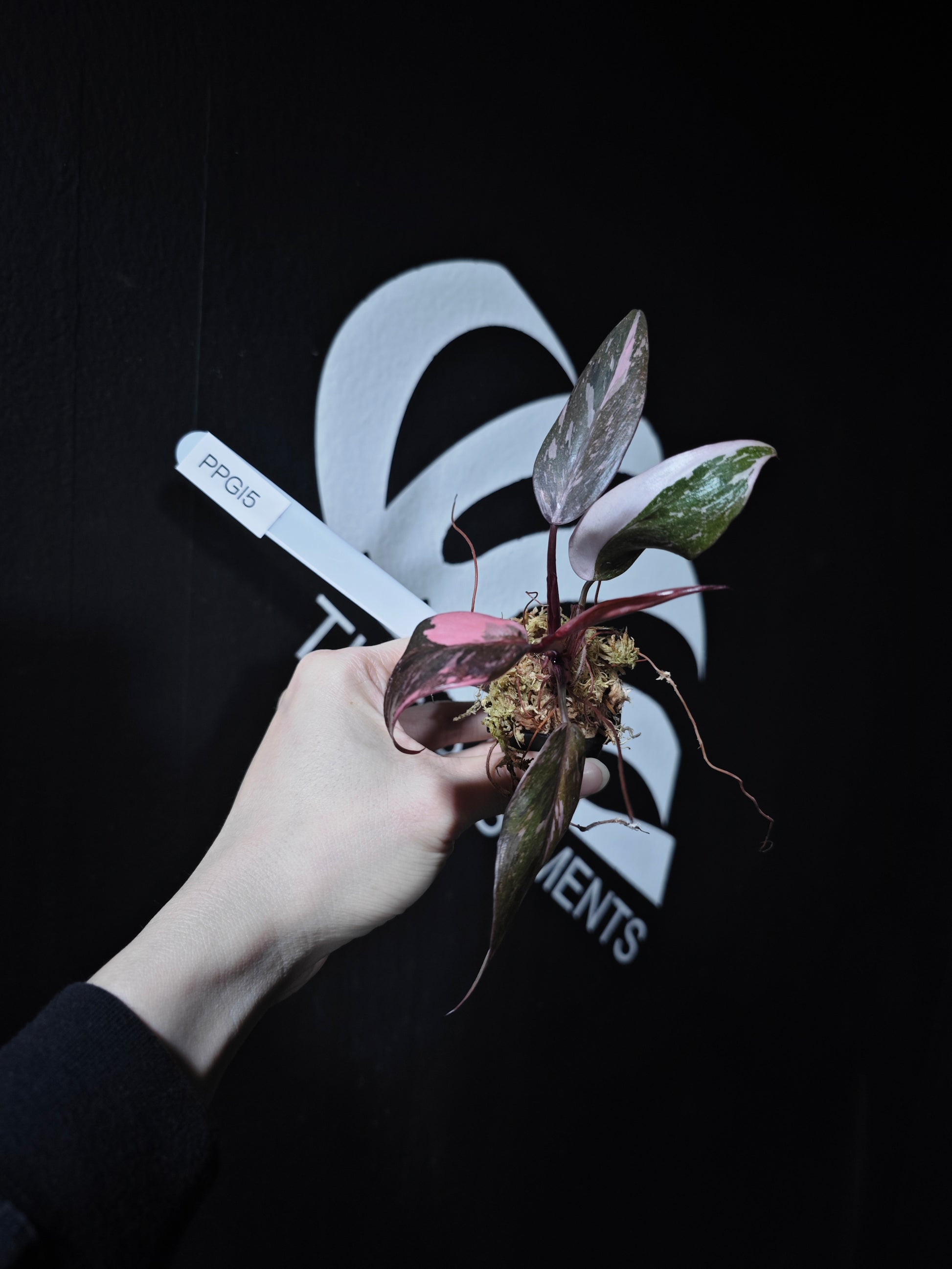 Philodendron Pink Princess Galaxy - thebasements.com