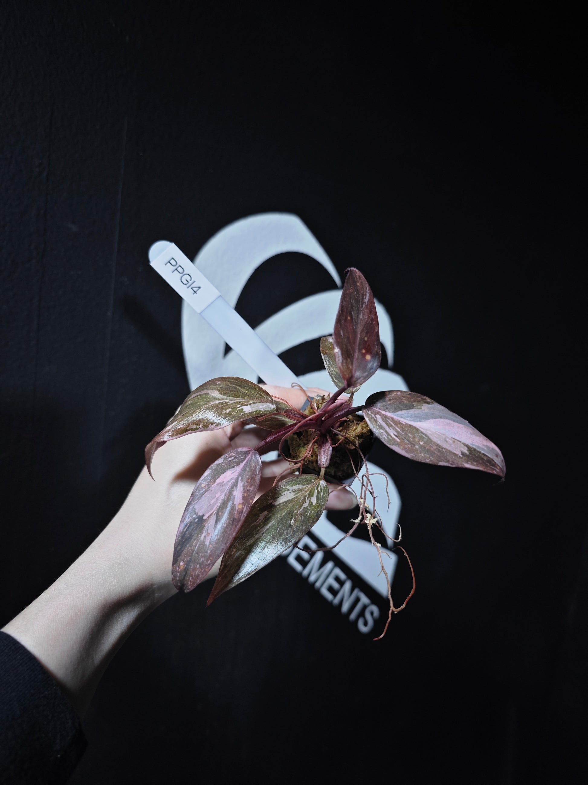 Philodendron Pink Princess Galaxy - thebasements.com