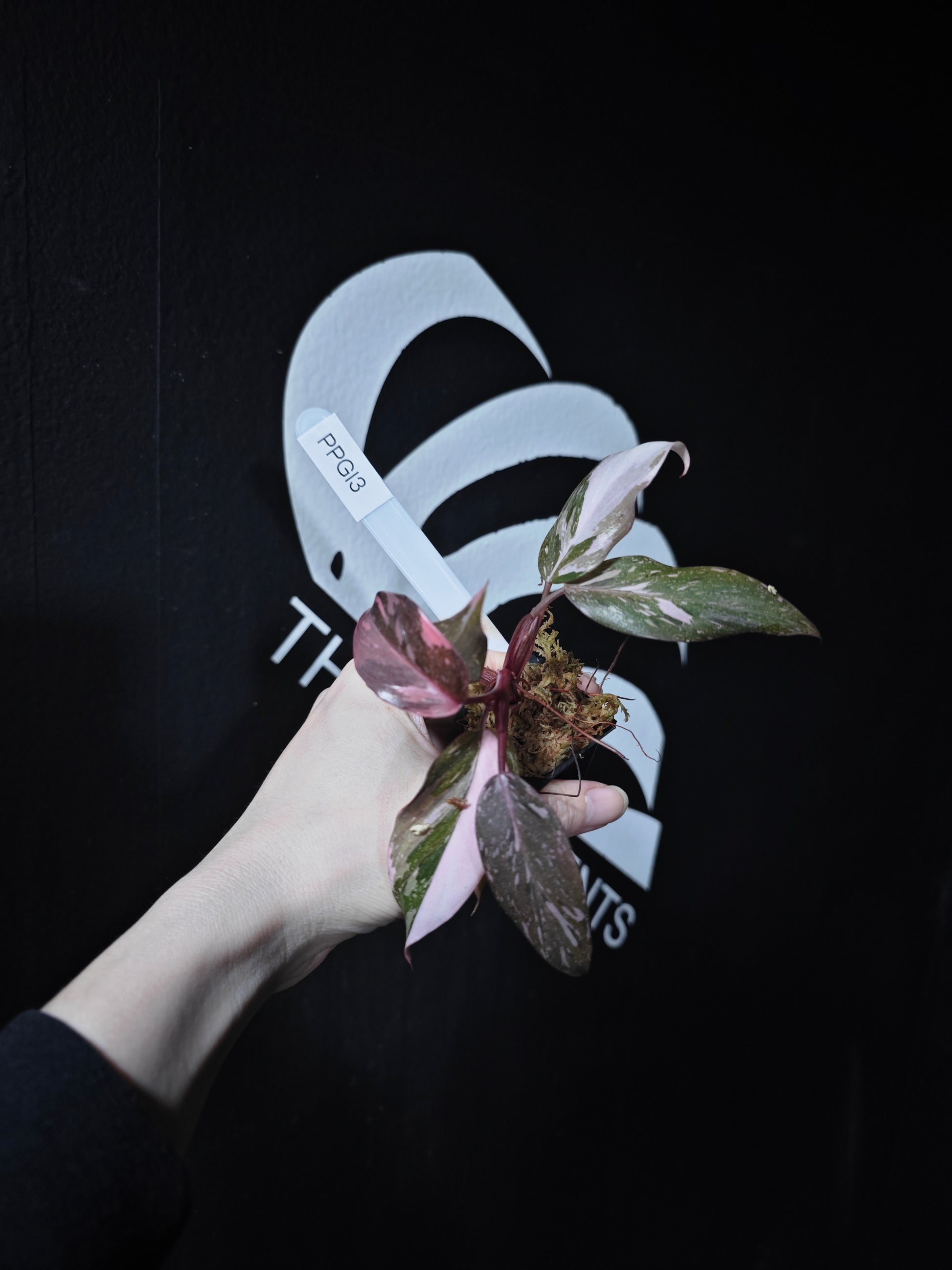 Philodendron Pink Princess Galaxy - thebasements.com