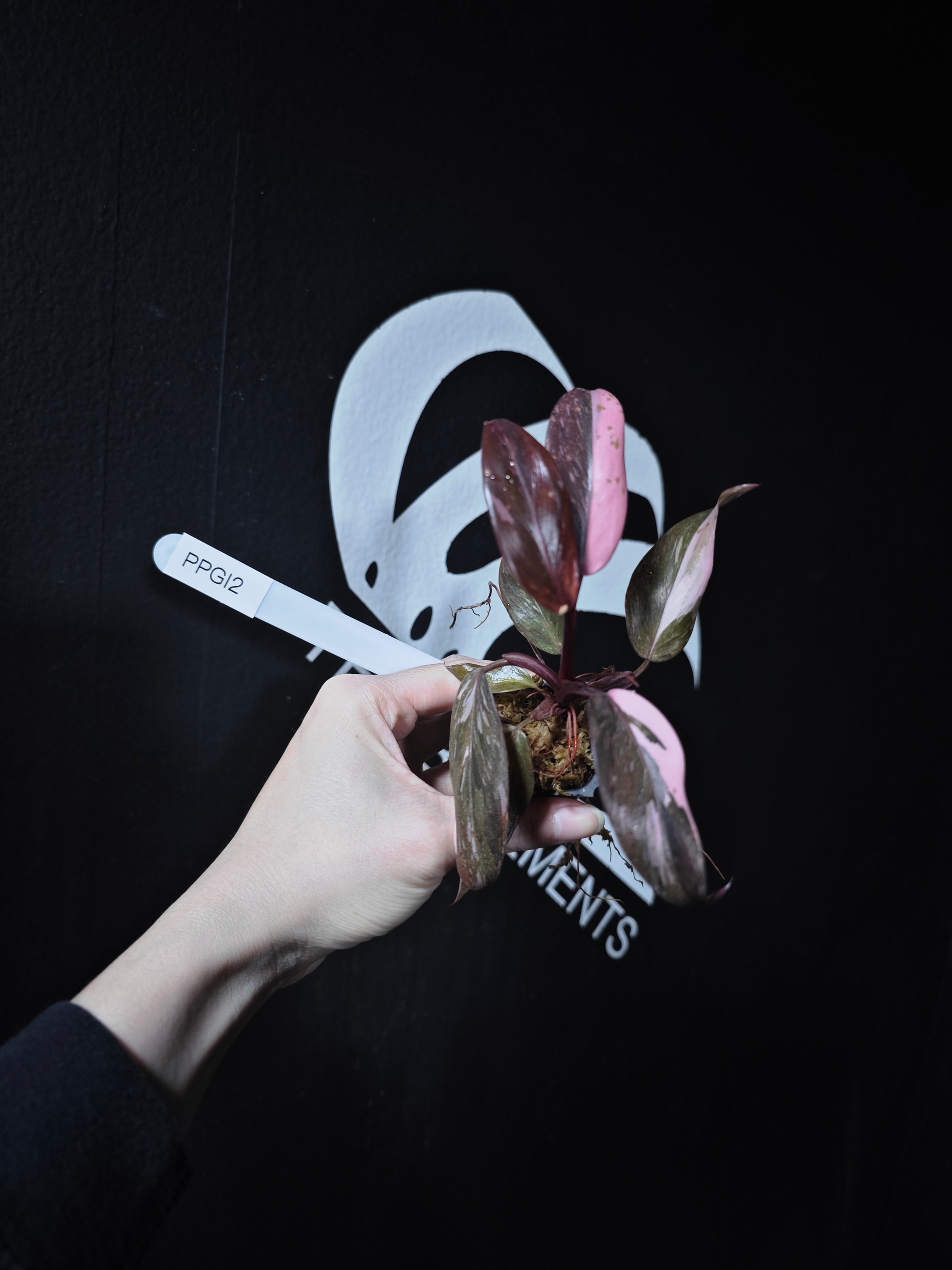 Philodendron Pink Princess Galaxy - thebasements.com