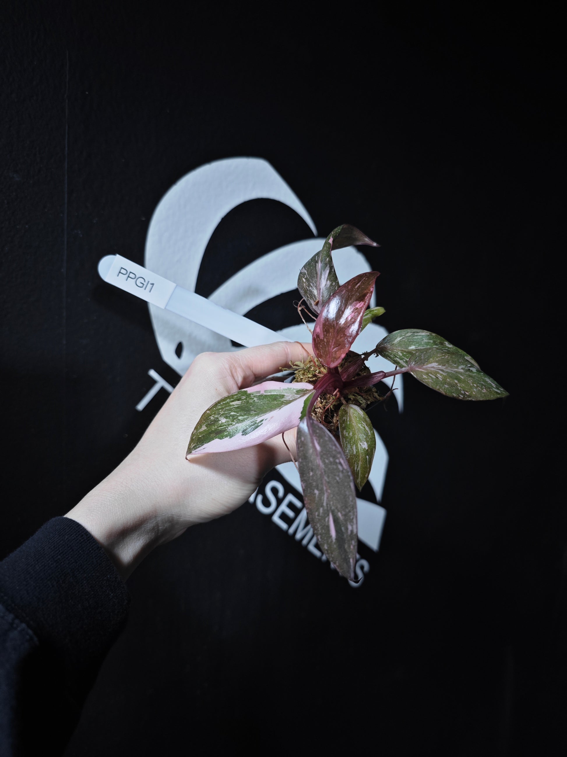 Philodendron Pink Princess Galaxy - thebasements.com