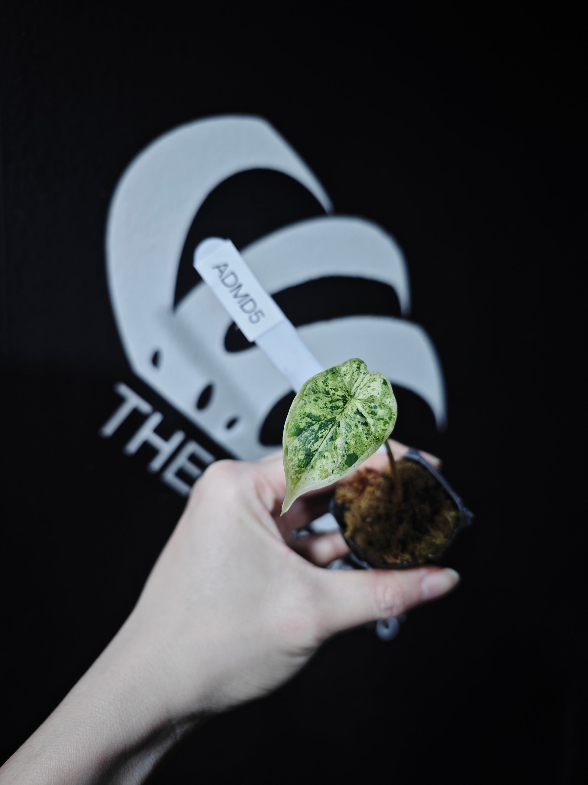 Alocasia Dragon Scale Mint - thebasements.com