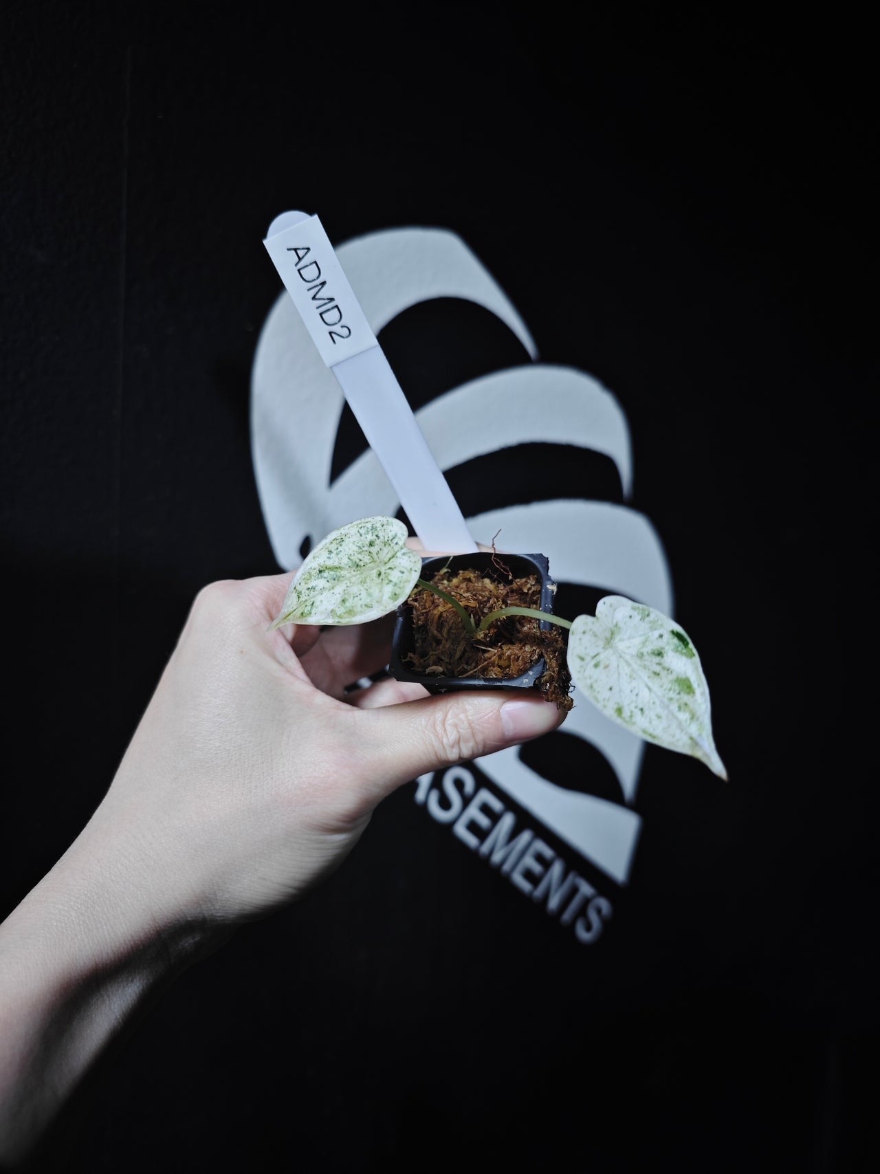 Alocasia Dragon Scale Mint - thebasements.com