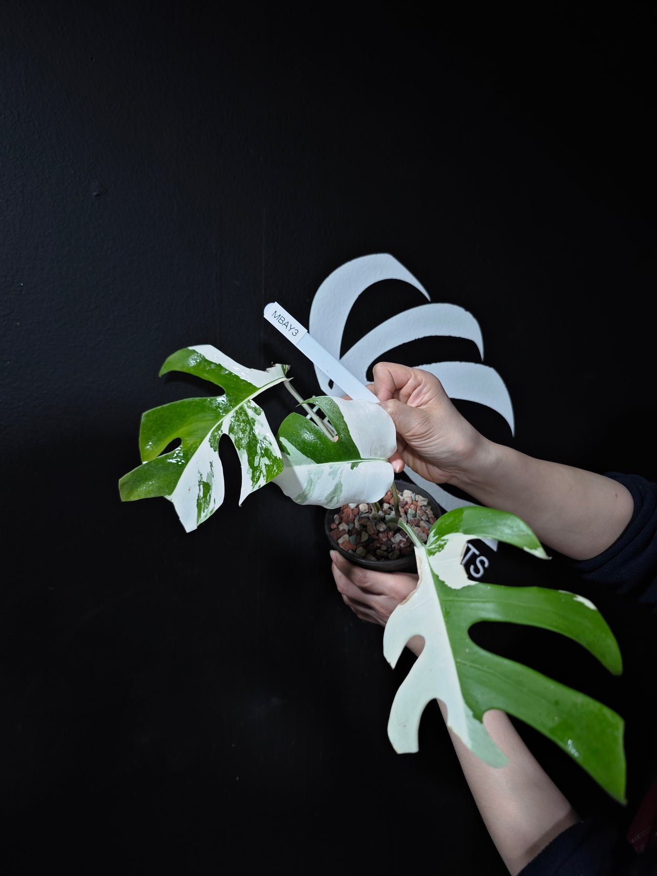 Monstera Borsigiana Albo