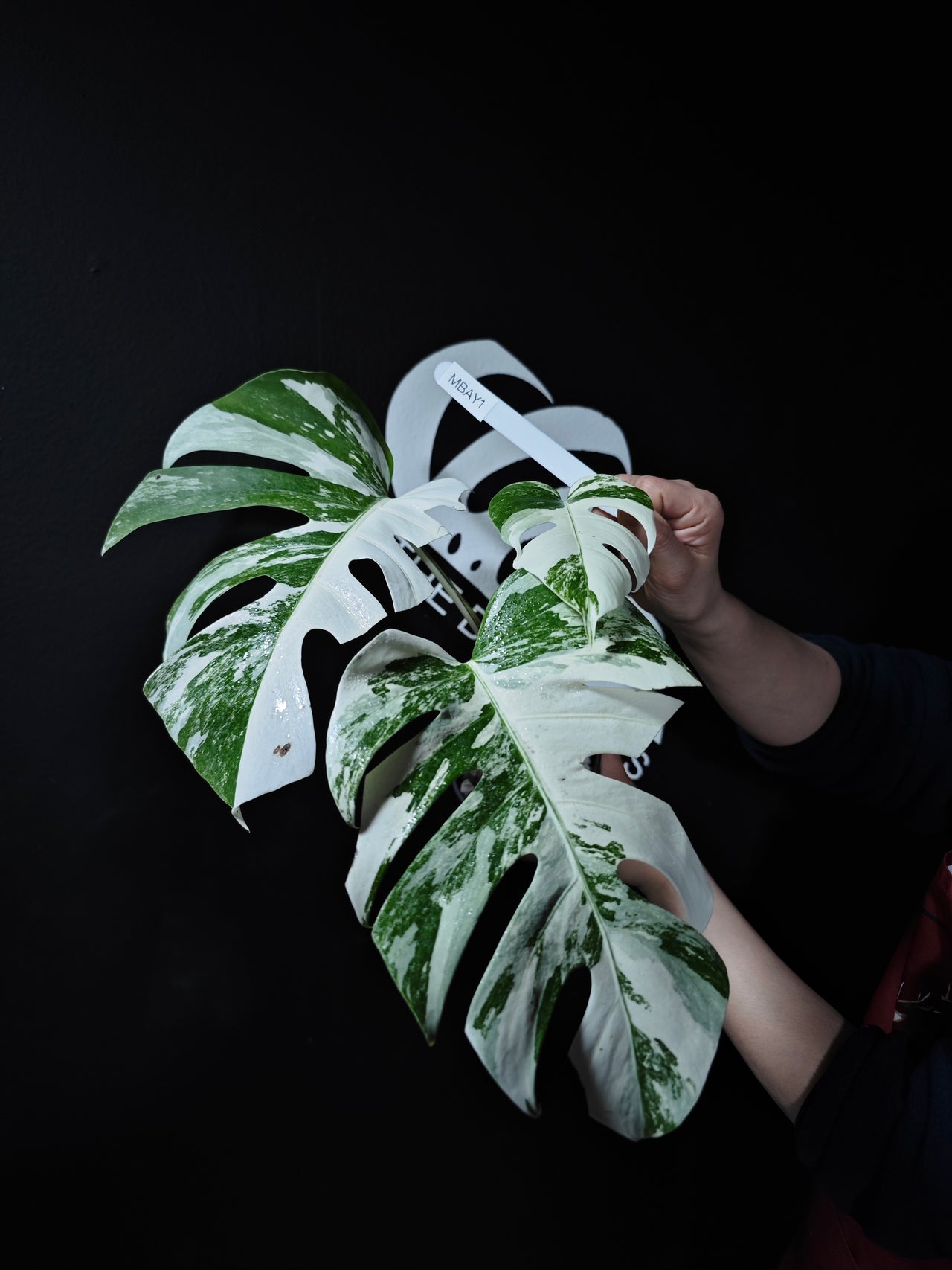 Monstera Borsigiana Albo
