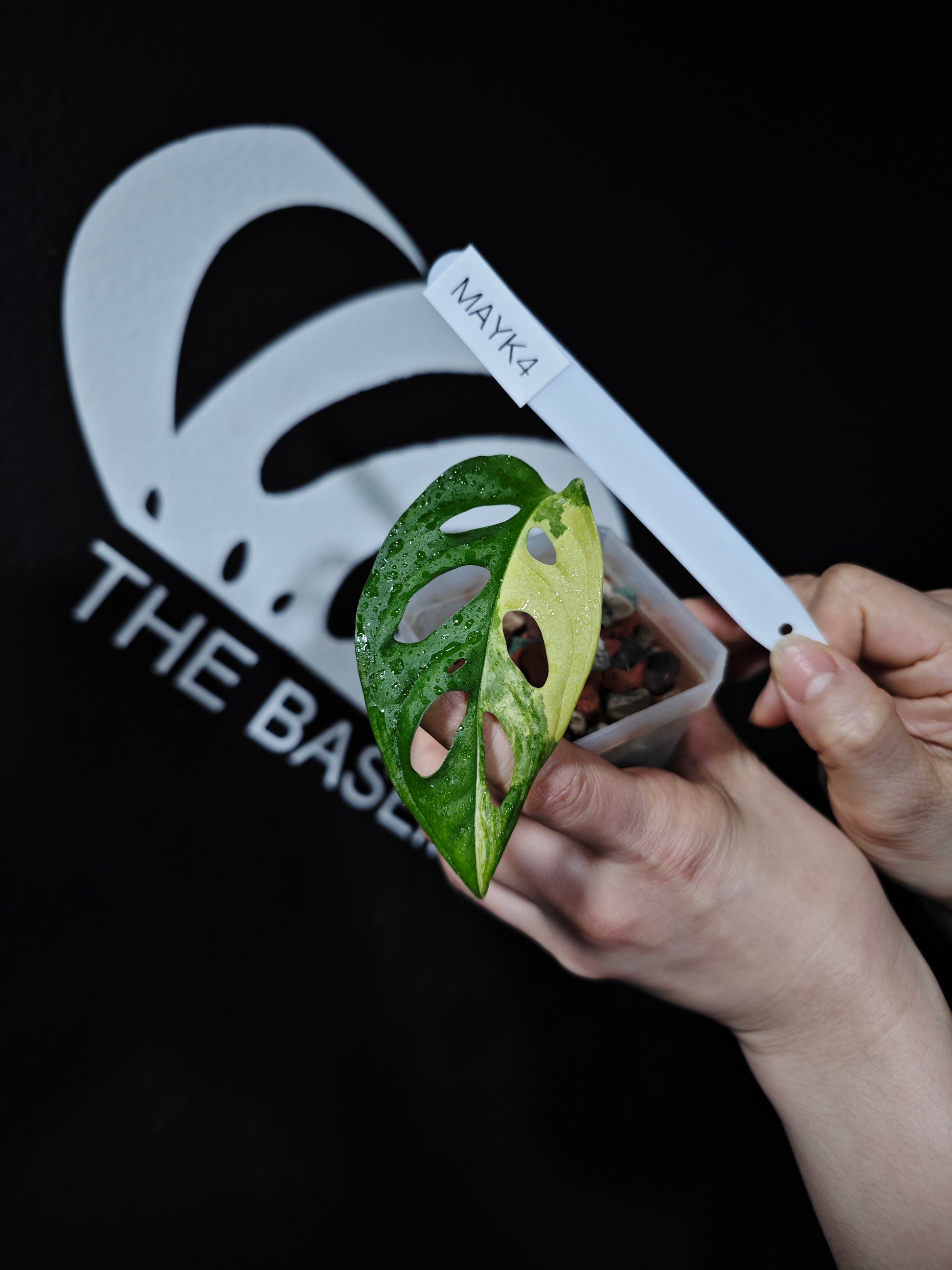 Monstera Adansonii Aurea - thebasements.com